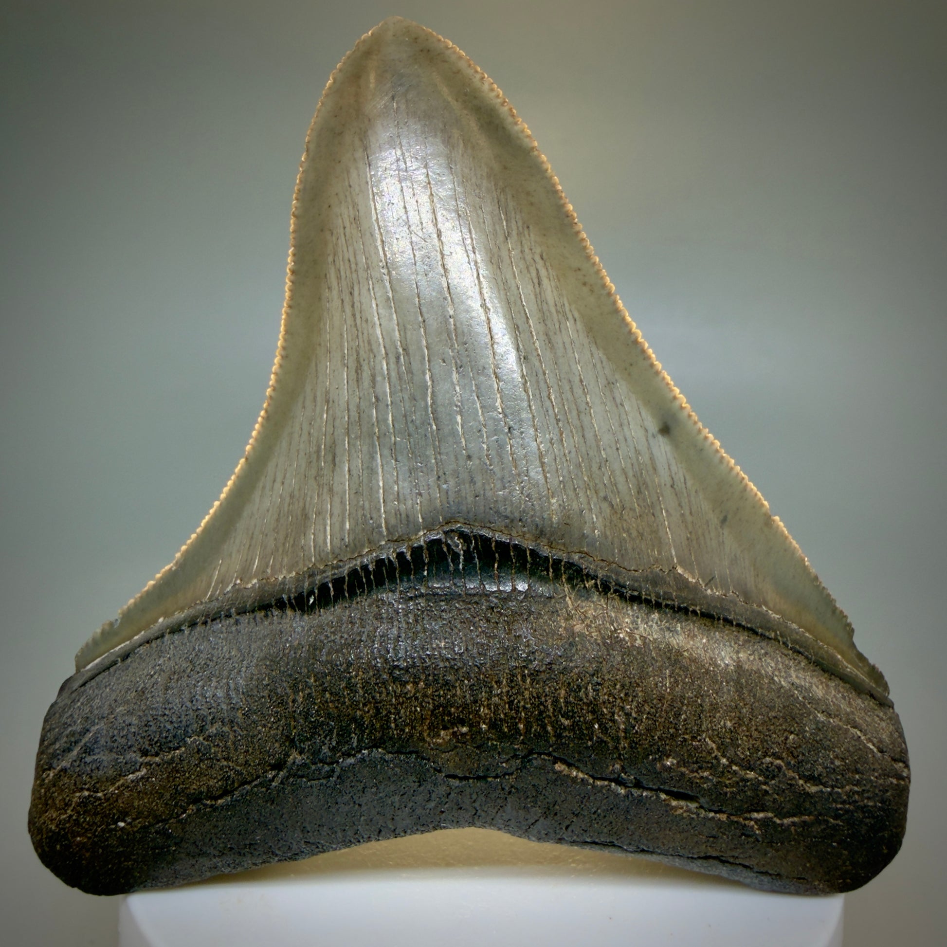 Front View Colorful, high quality lateral 3.36" Fossil Megalodon Tooth from Georgia, USA MJ169 - 3