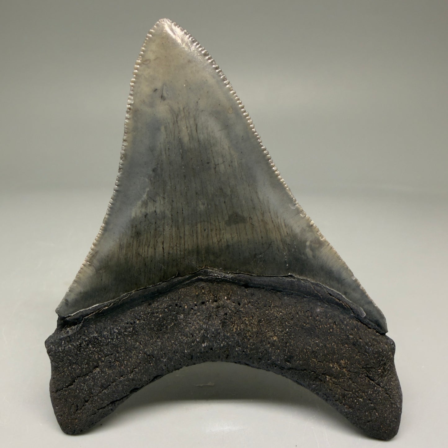 Back View Authentic 3.32" Megalodon Tooth – Colorful Fossil Megalodon Tooth from South Carolina for Sale CM5775