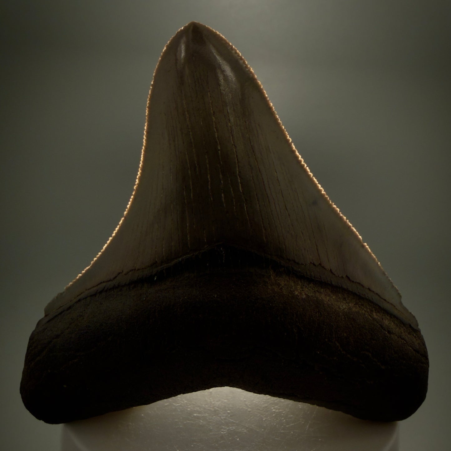 Front View Colorful, high quality lateral 3.36" Fossil Megalodon Tooth from Georgia, USA MJ169 - 1