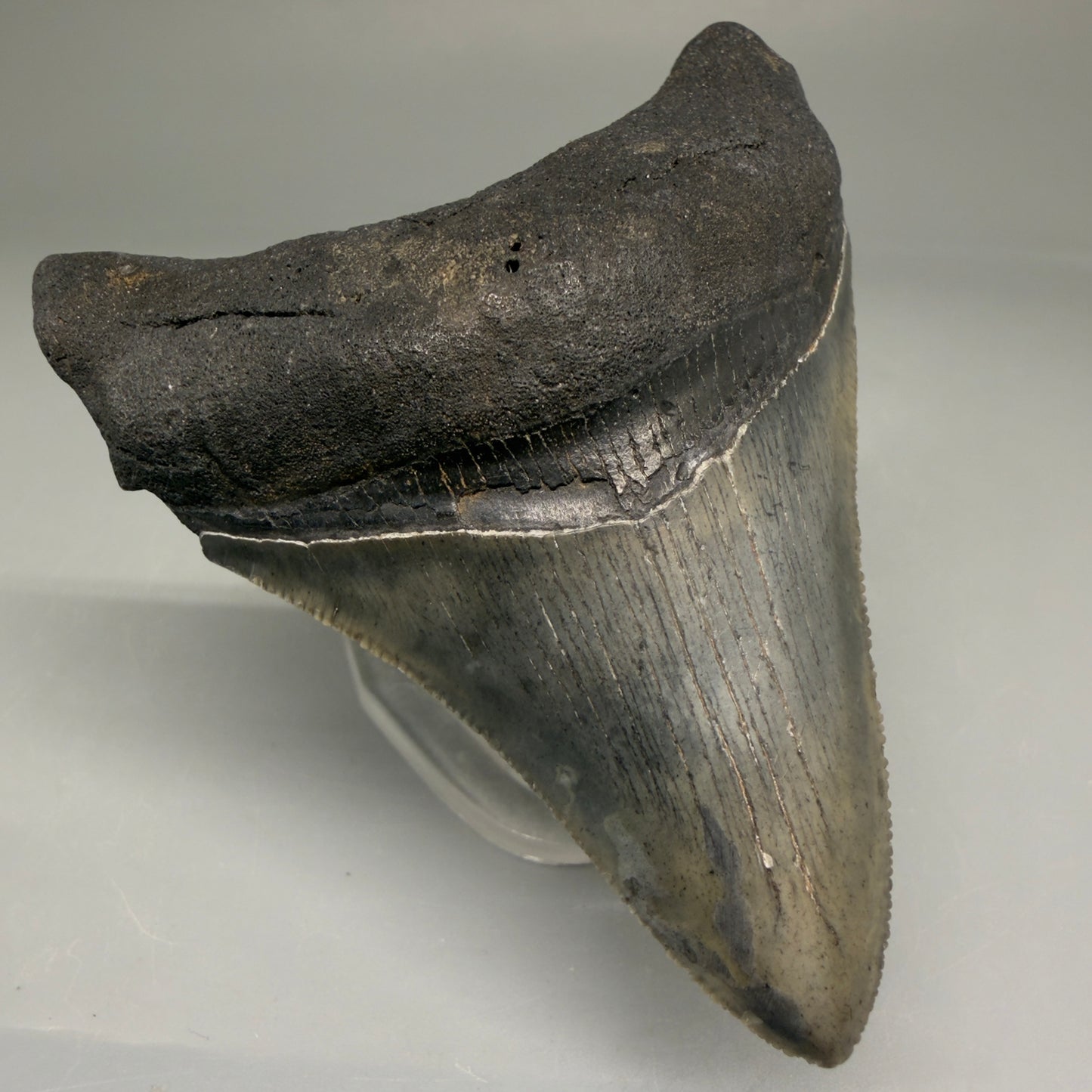 Front Left View Authentic 3.32" Megalodon Tooth – Colorful Fossil Megalodon Tooth from South Carolina for Sale CM5775 