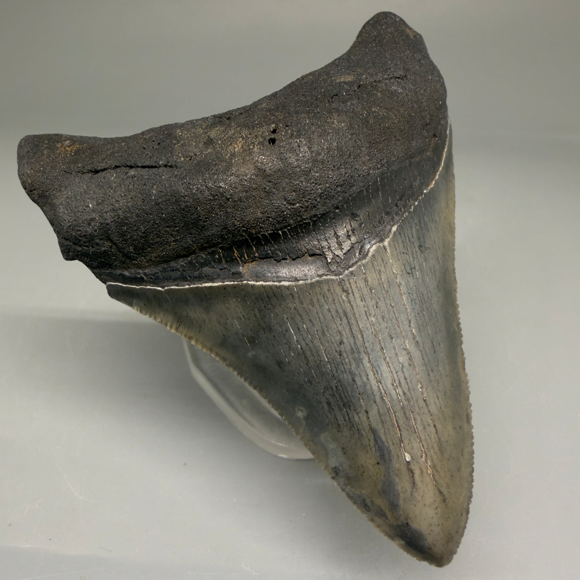 Front Left View Authentic 3.32" Megalodon Tooth – Colorful Fossil Megalodon Tooth from South Carolina for Sale CM5775 