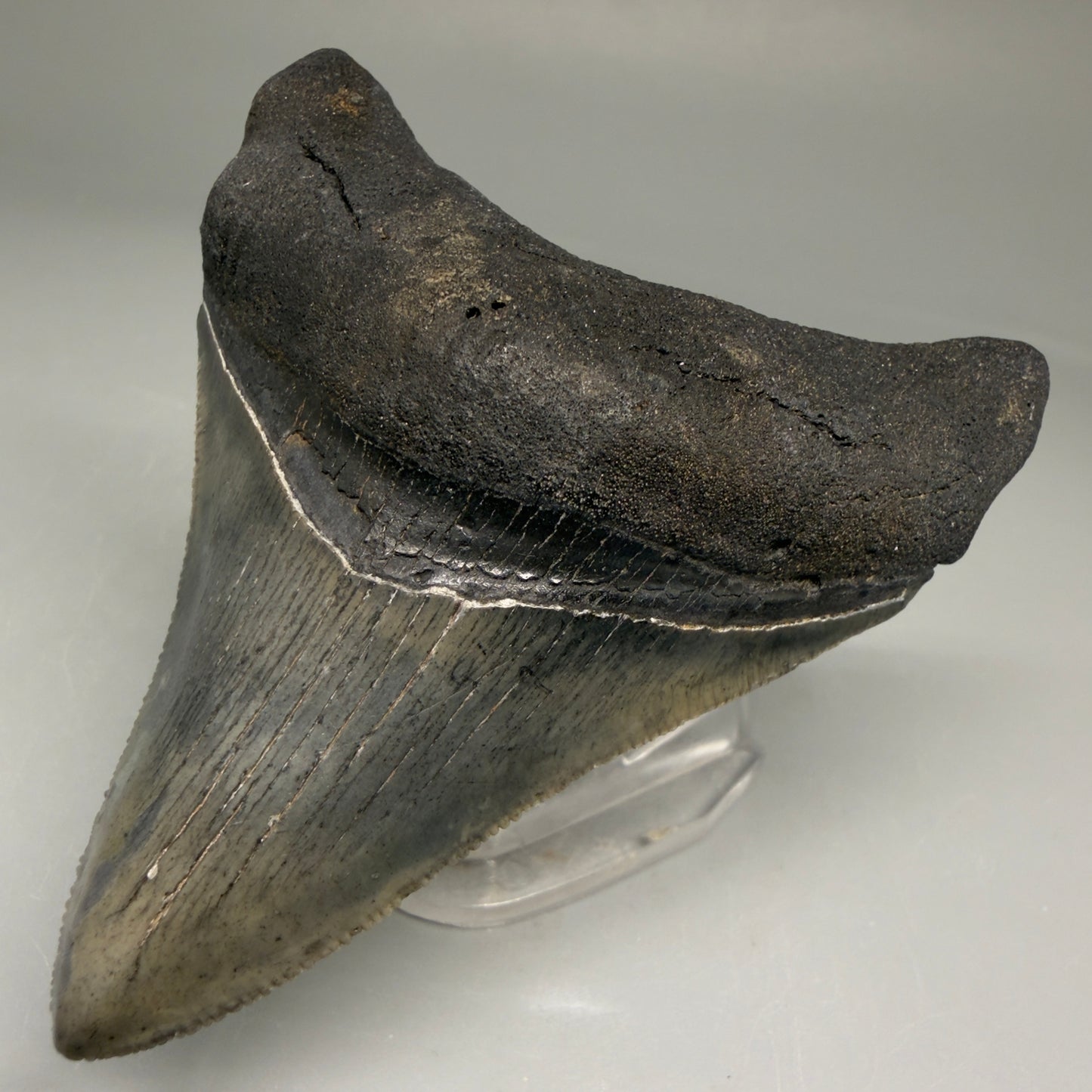 Front Right View Authentic 3.32" Megalodon Tooth – Colorful Fossil Megalodon Tooth from South Carolina for Sale CM5775