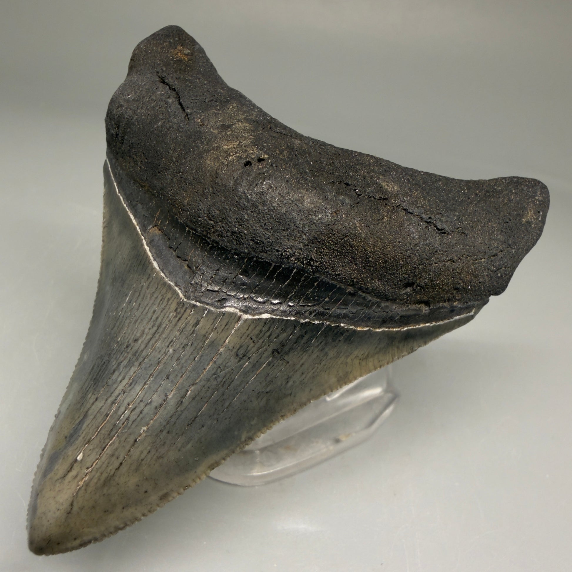 Front Right View Authentic 3.32" Megalodon Tooth – Colorful Fossil Megalodon Tooth from South Carolina for Sale CM5775