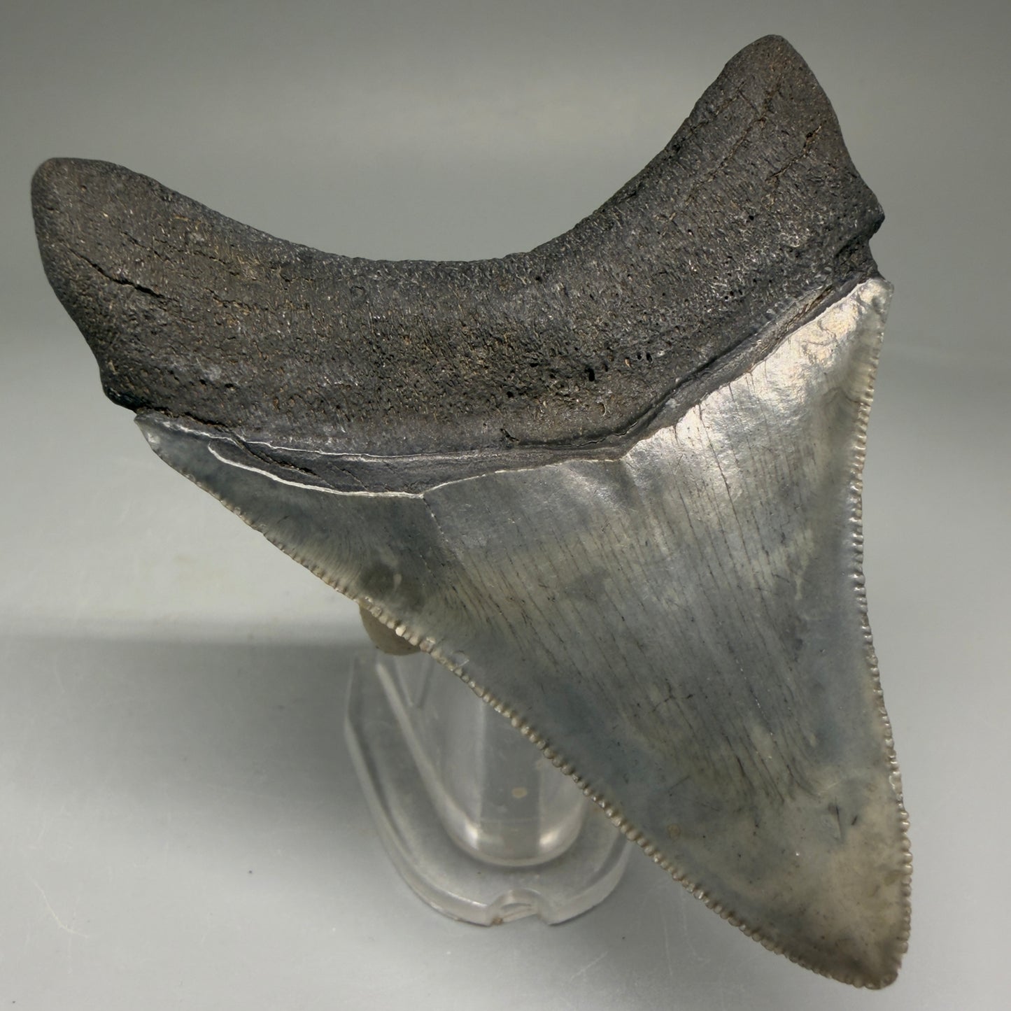 Back Left View Authentic 3.32" Megalodon Tooth – Colorful Fossil Megalodon Tooth from South Carolina for Sale CM5775