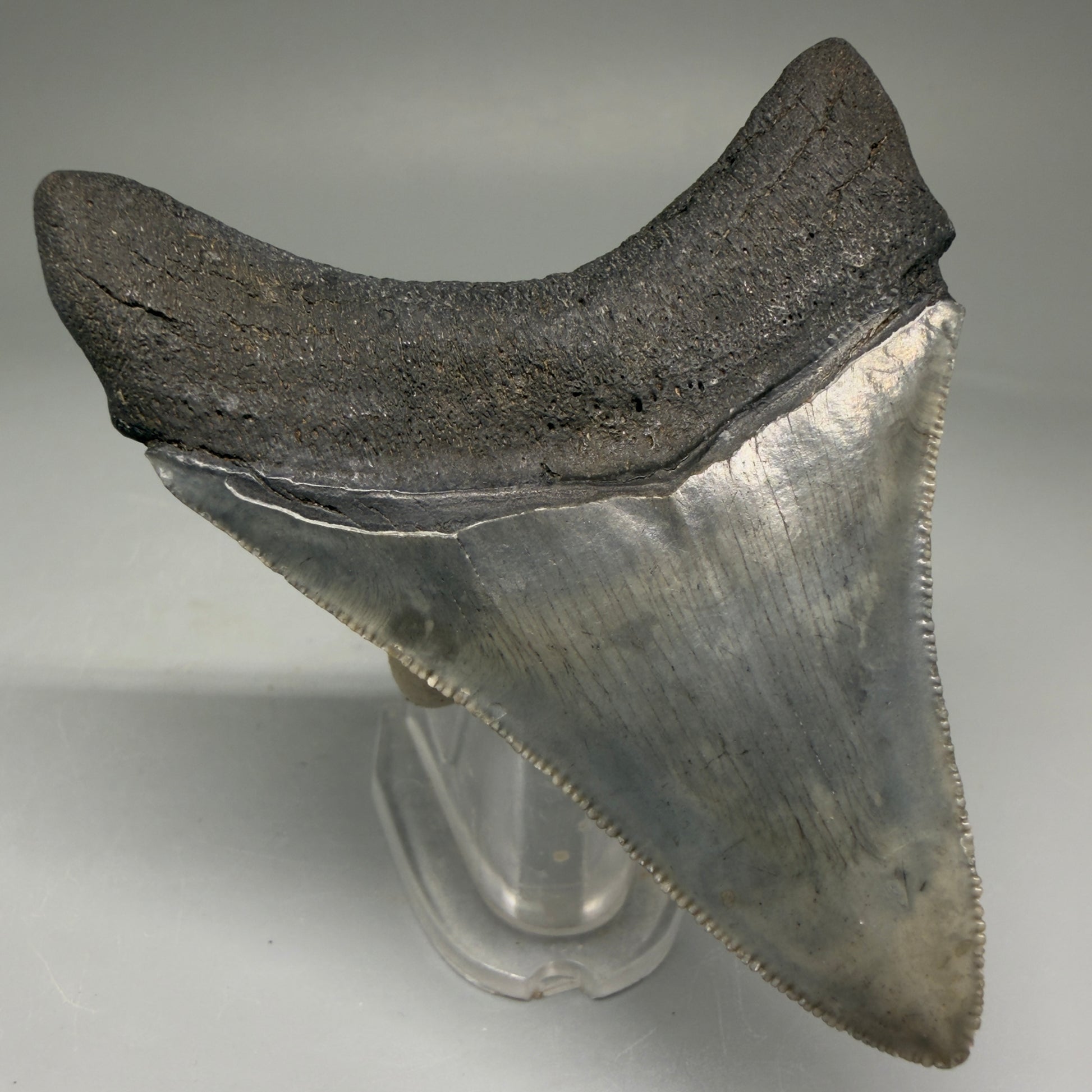Back Left View Authentic 3.32" Megalodon Tooth – Colorful Fossil Megalodon Tooth from South Carolina for Sale CM5775