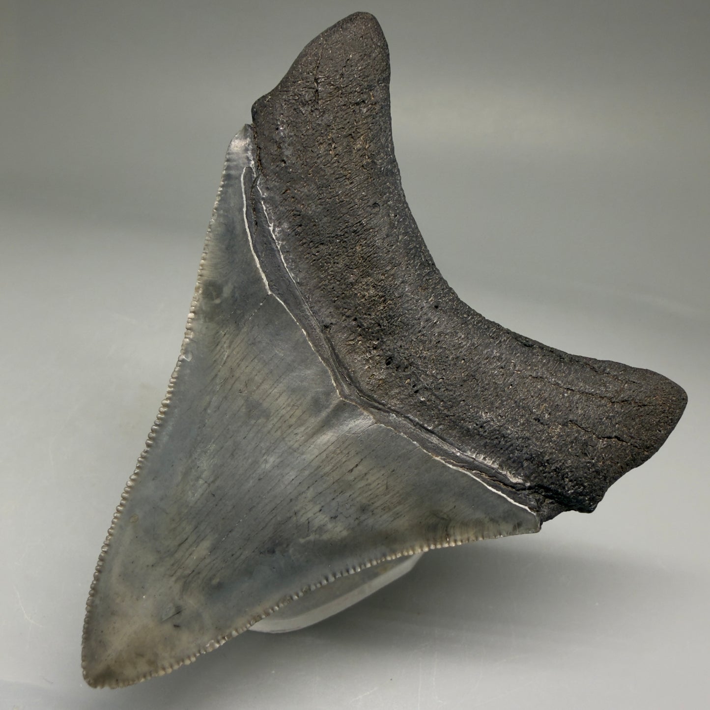 Back Right View Authentic 3.32" Megalodon Tooth – Colorful Fossil Megalodon Tooth from South Carolina for Sale CM5775