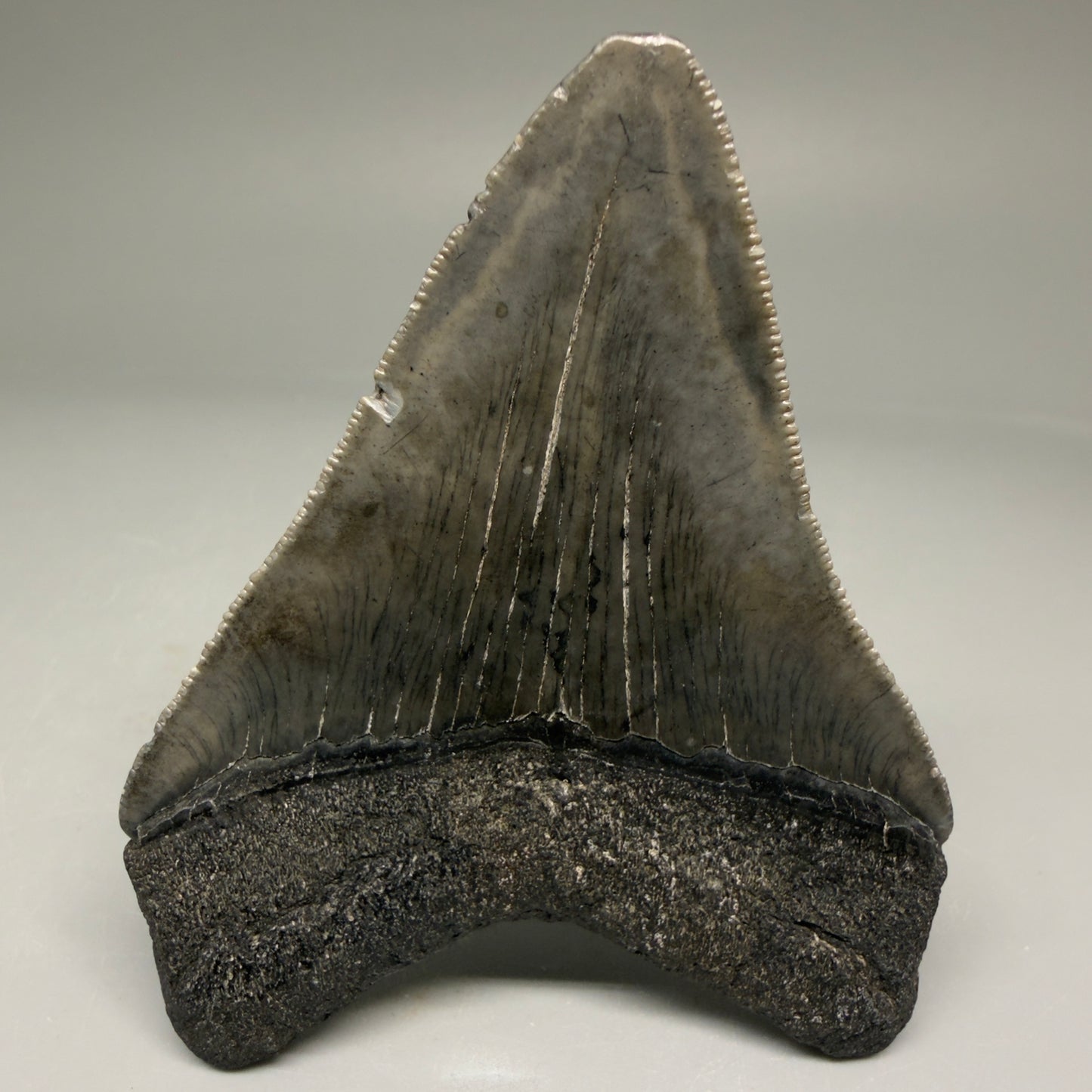 Back View Authentic 3.15" Megalodon Tooth – Colorful Fossil Megalodon Tooth from South Carolina for Sale CM5774