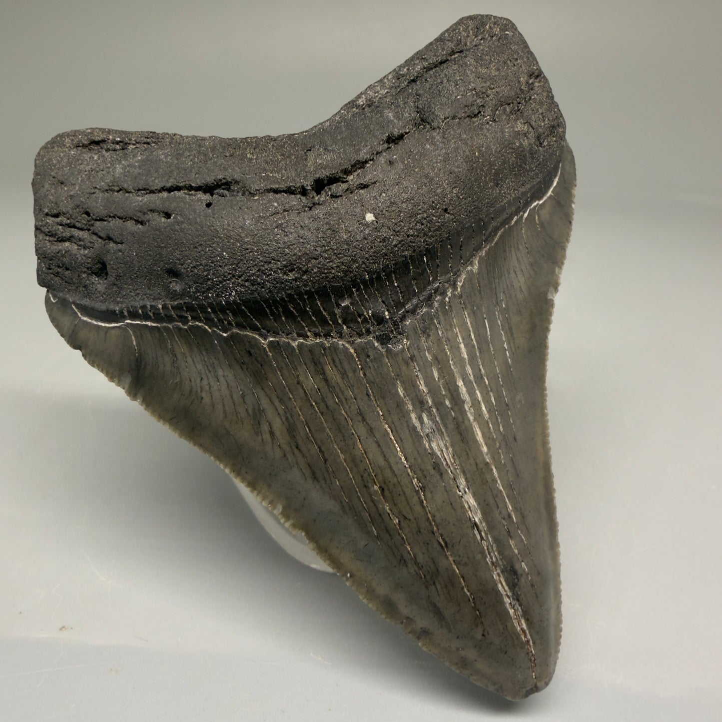 Front Left View Authentic 3.15" Megalodon Tooth – Colorful Fossil Megalodon Tooth from South Carolina for Sale CM5774