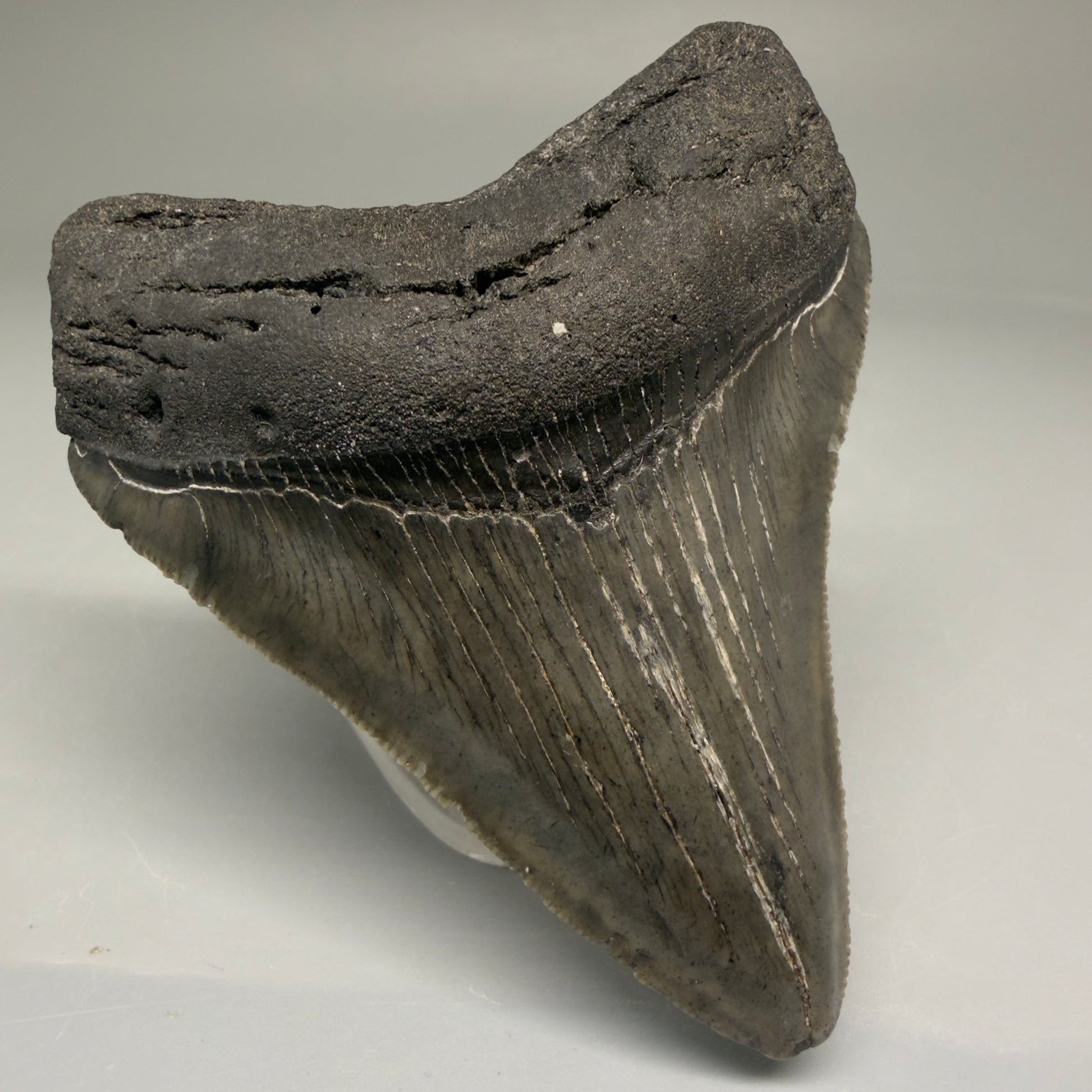 Front Left View Authentic 3.15" Megalodon Tooth – Colorful Fossil Megalodon Tooth from South Carolina for Sale CM5774