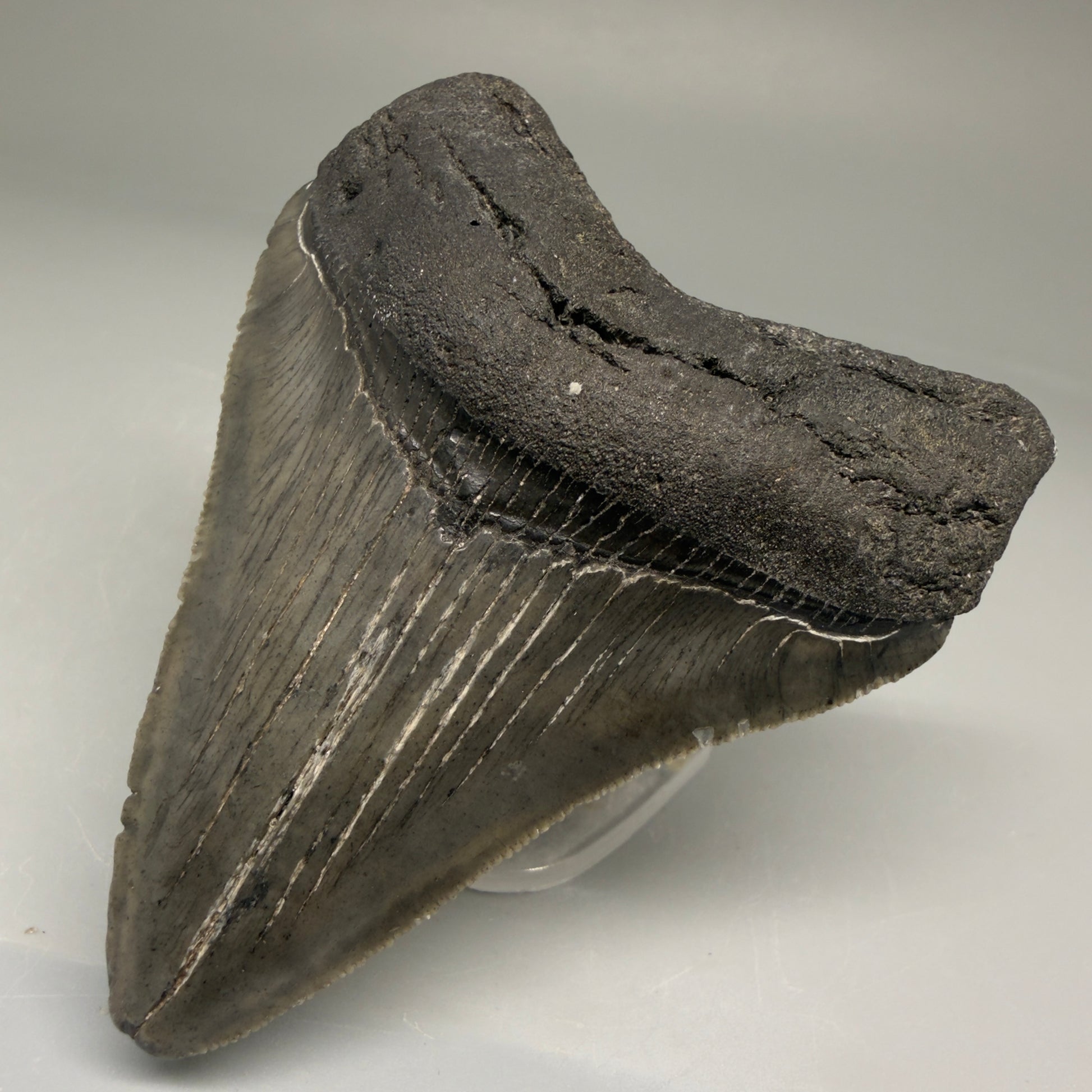 Front Right View Authentic 3.15" Megalodon Tooth – Colorful Fossil Megalodon Tooth from South Carolina for Sale CM5774