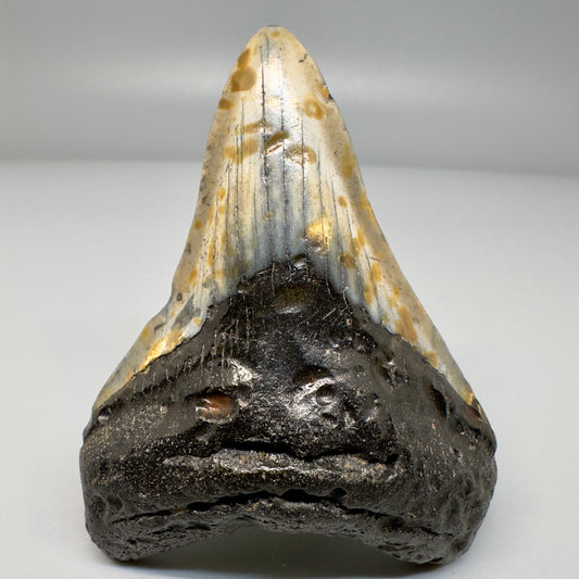 Colorful prints 3.27" Fossil Megalodon Tooth - North Carolina