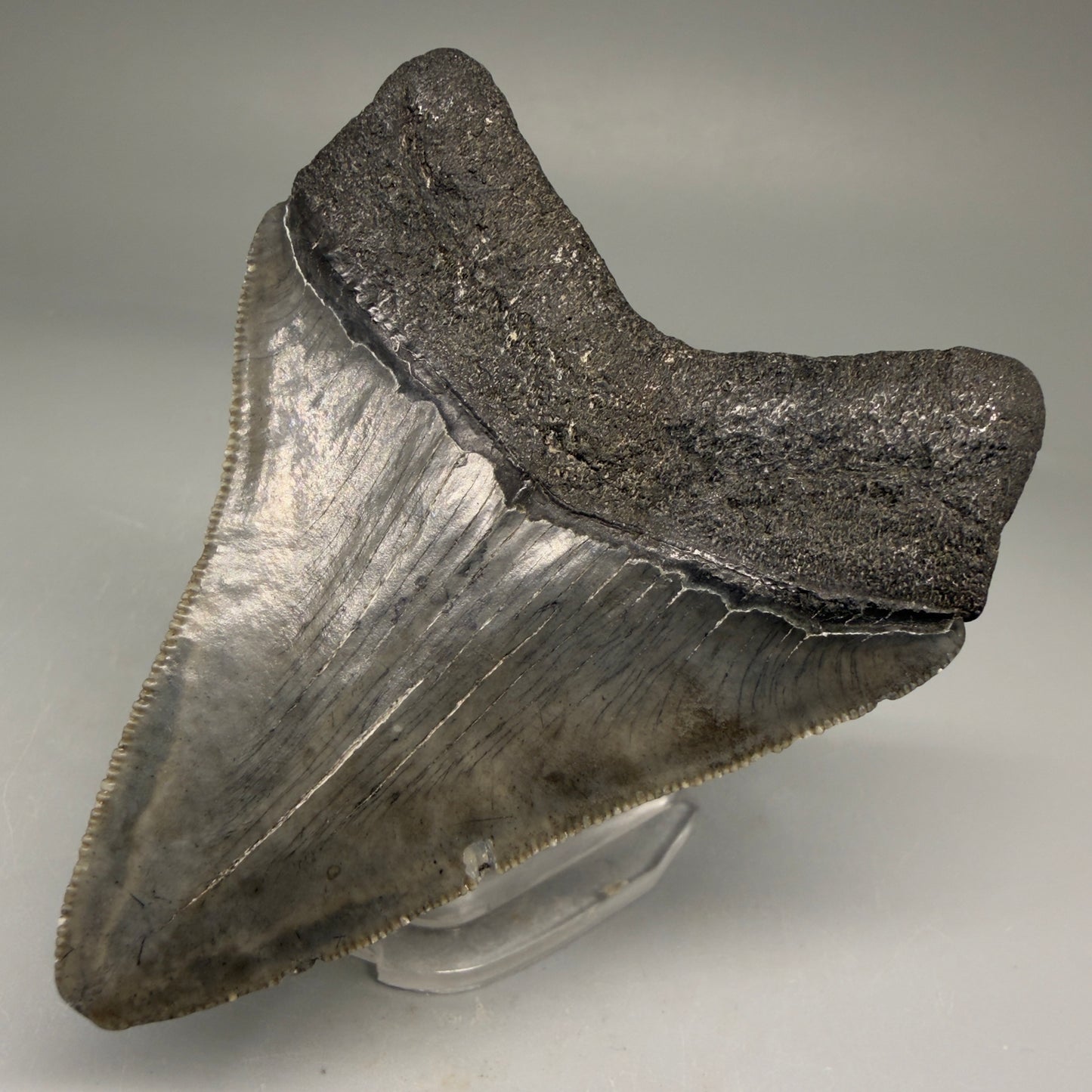 Back Right View Authentic 3.15" Megalodon Tooth – Colorful Fossil Megalodon Tooth from South Carolina for Sale CM5774