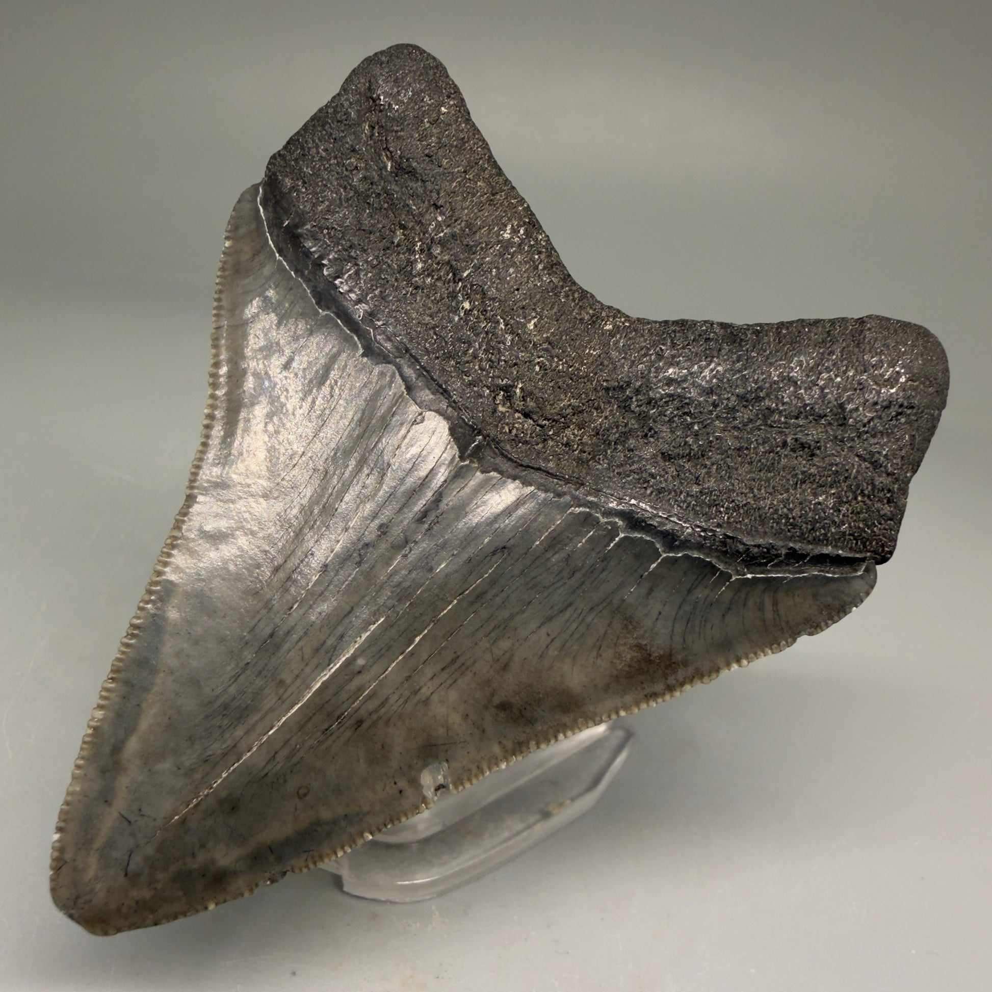 Back Right View Authentic 3.15" Megalodon Tooth – Colorful Fossil Megalodon Tooth from South Carolina for Sale CM5774