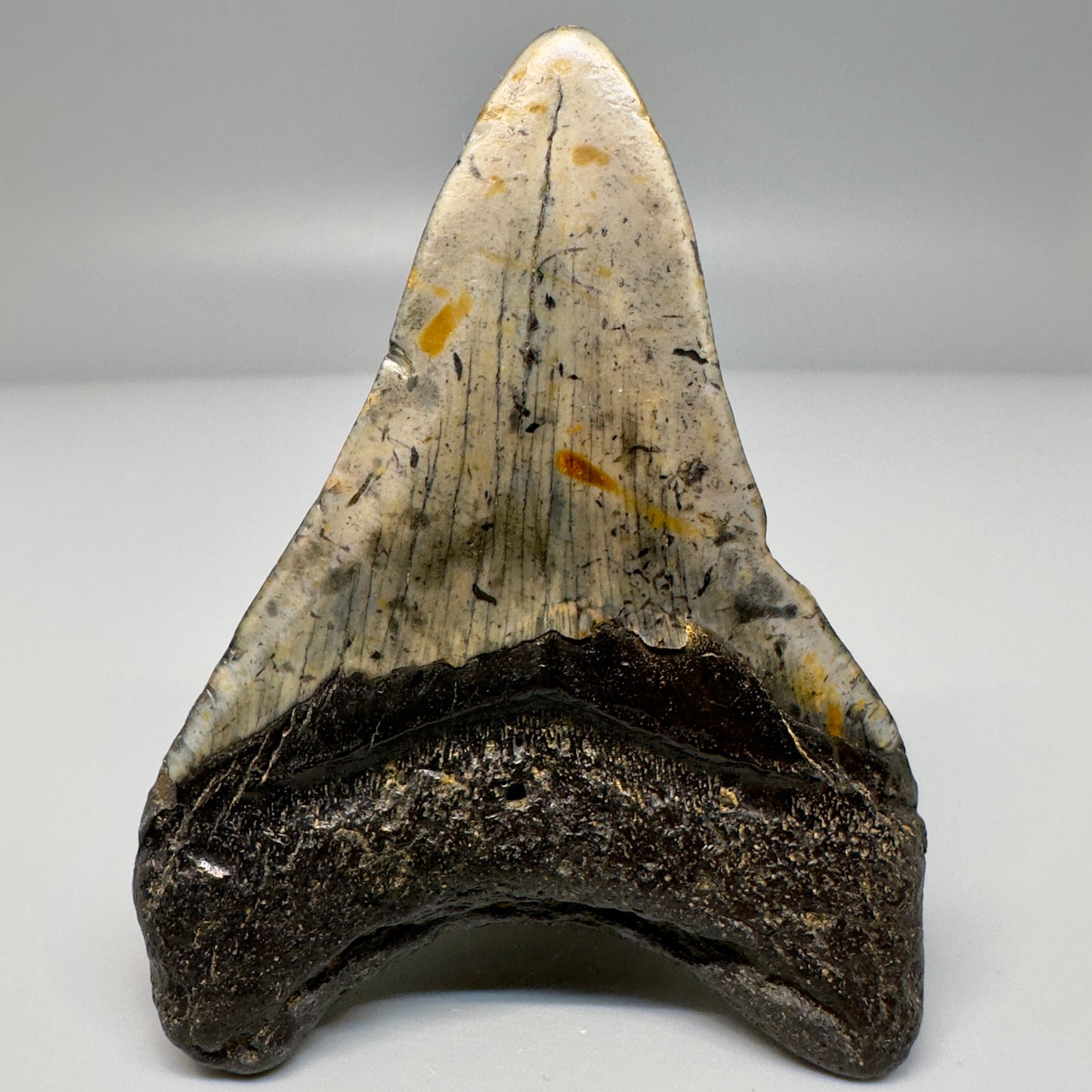 Colorful prints 3.27" Fossil Megalodon Tooth - North Carolina