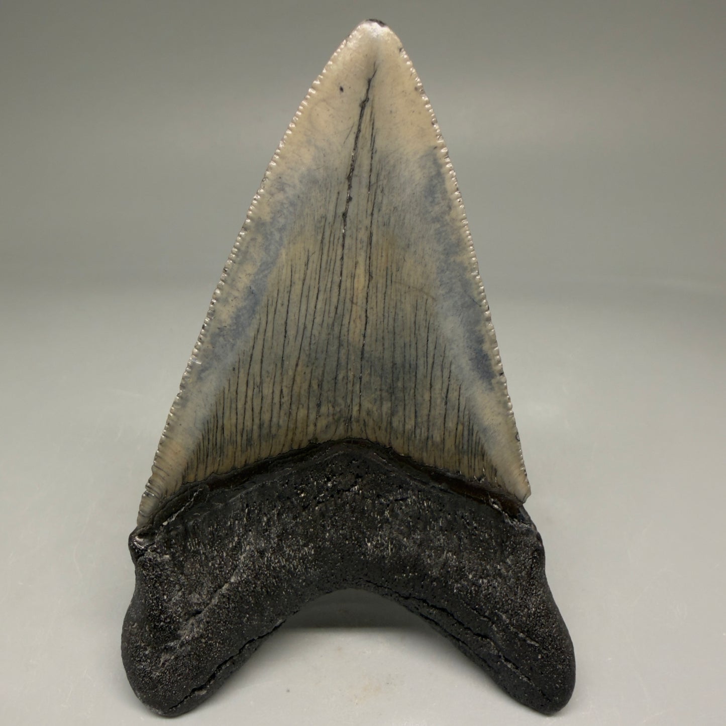 Back View Authentic 3.52" Megalodon Tooth – Colorful Fossil Megalodon Tooth from South Carolina for Sale CM5779 