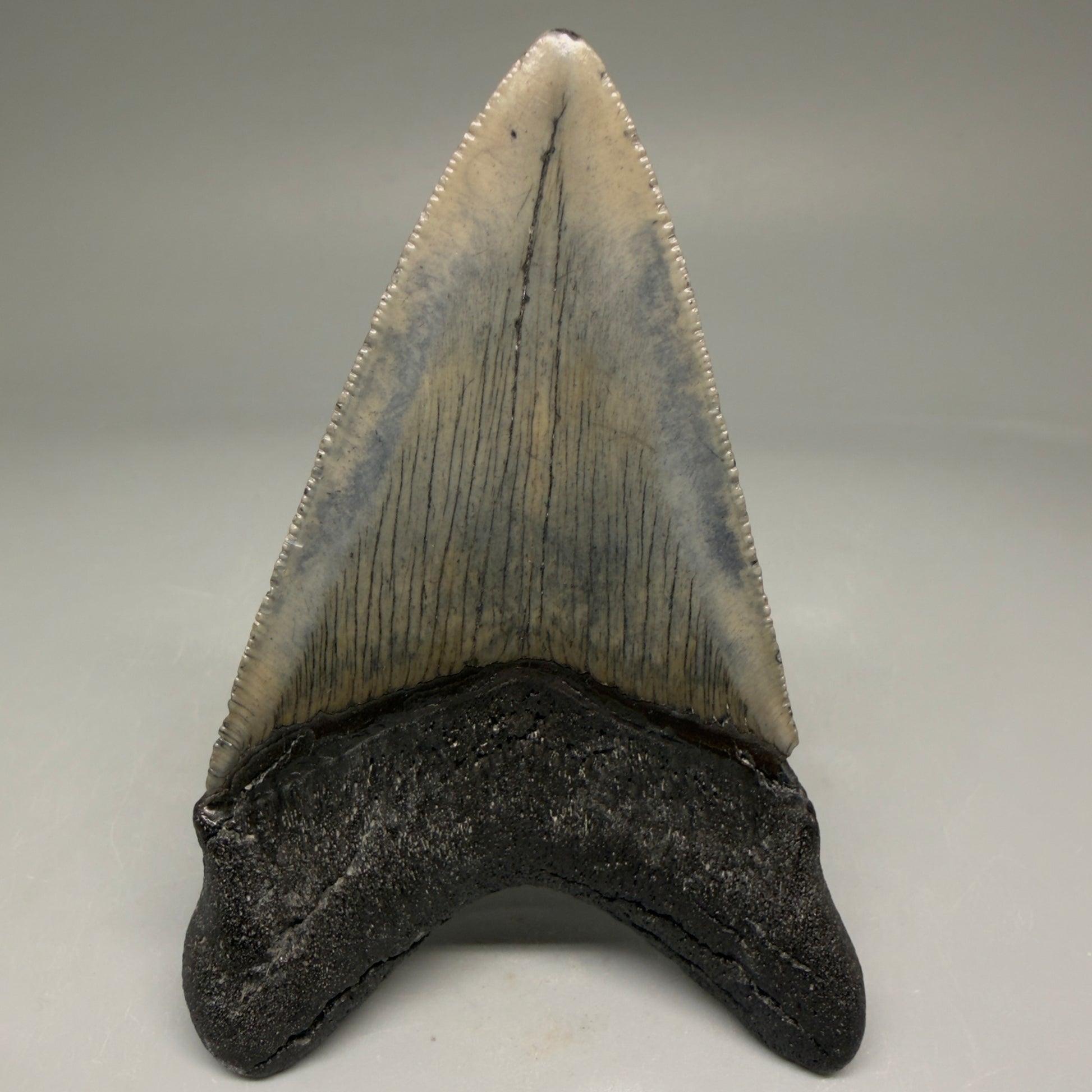 Back View Authentic 3.52" Megalodon Tooth – Colorful Fossil Megalodon Tooth from South Carolina for Sale CM5779 