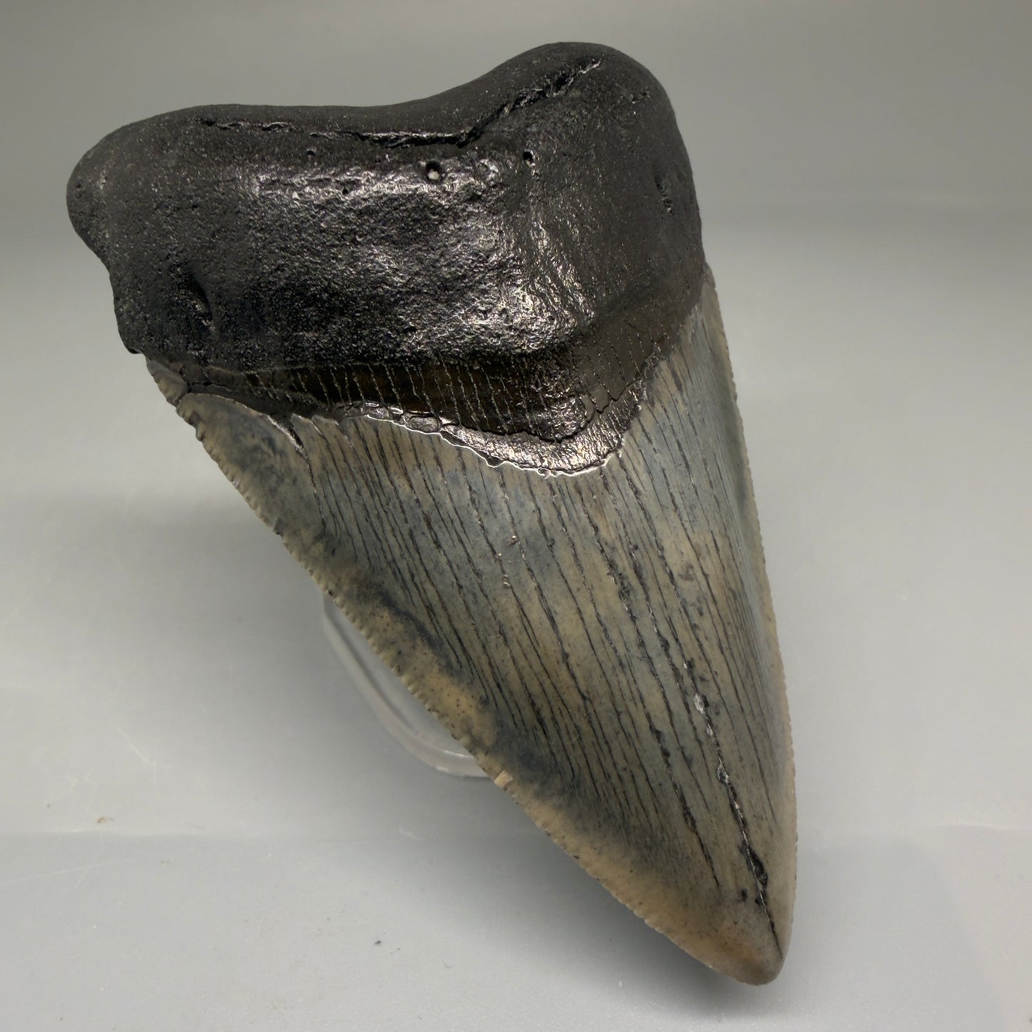 Front Left View Authentic 3.52" Megalodon Tooth – Colorful Fossil Megalodon Tooth from South Carolina for Sale CM5779 
