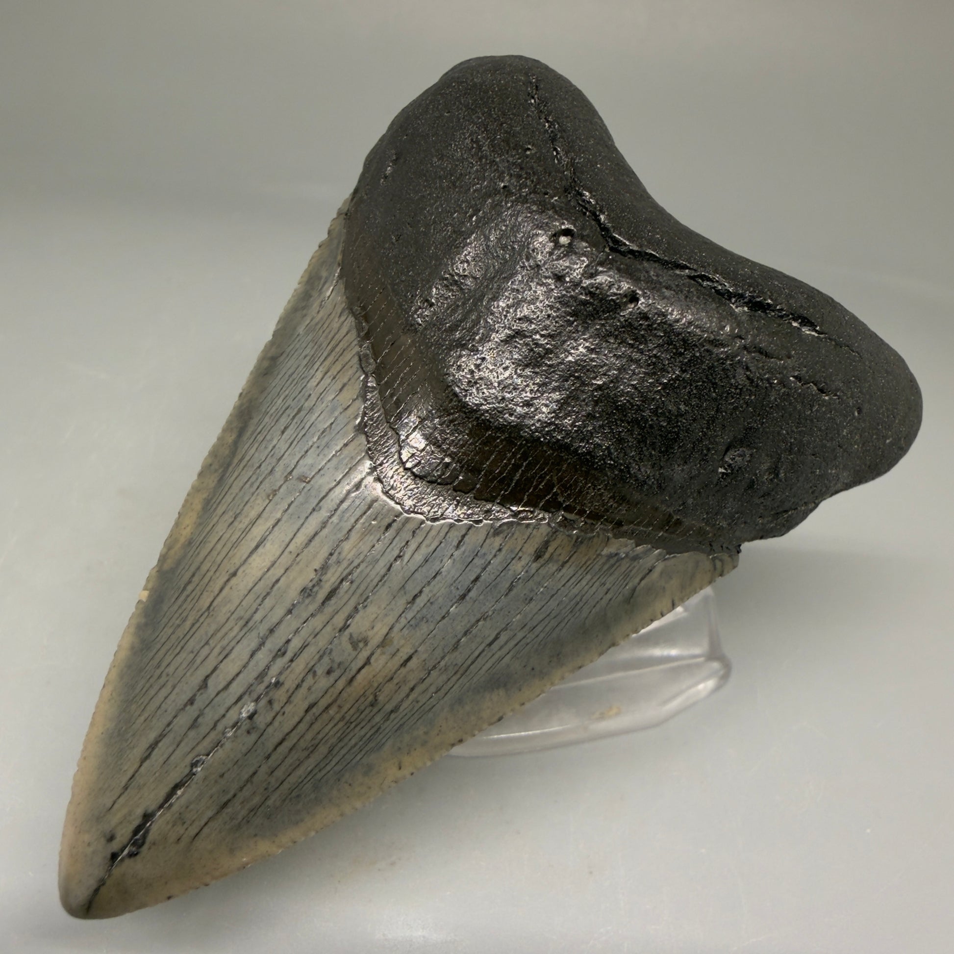 Front Right View Authentic 3.52" Megalodon Tooth – Colorful Fossil Megalodon Tooth from South Carolina for Sale CM5779 