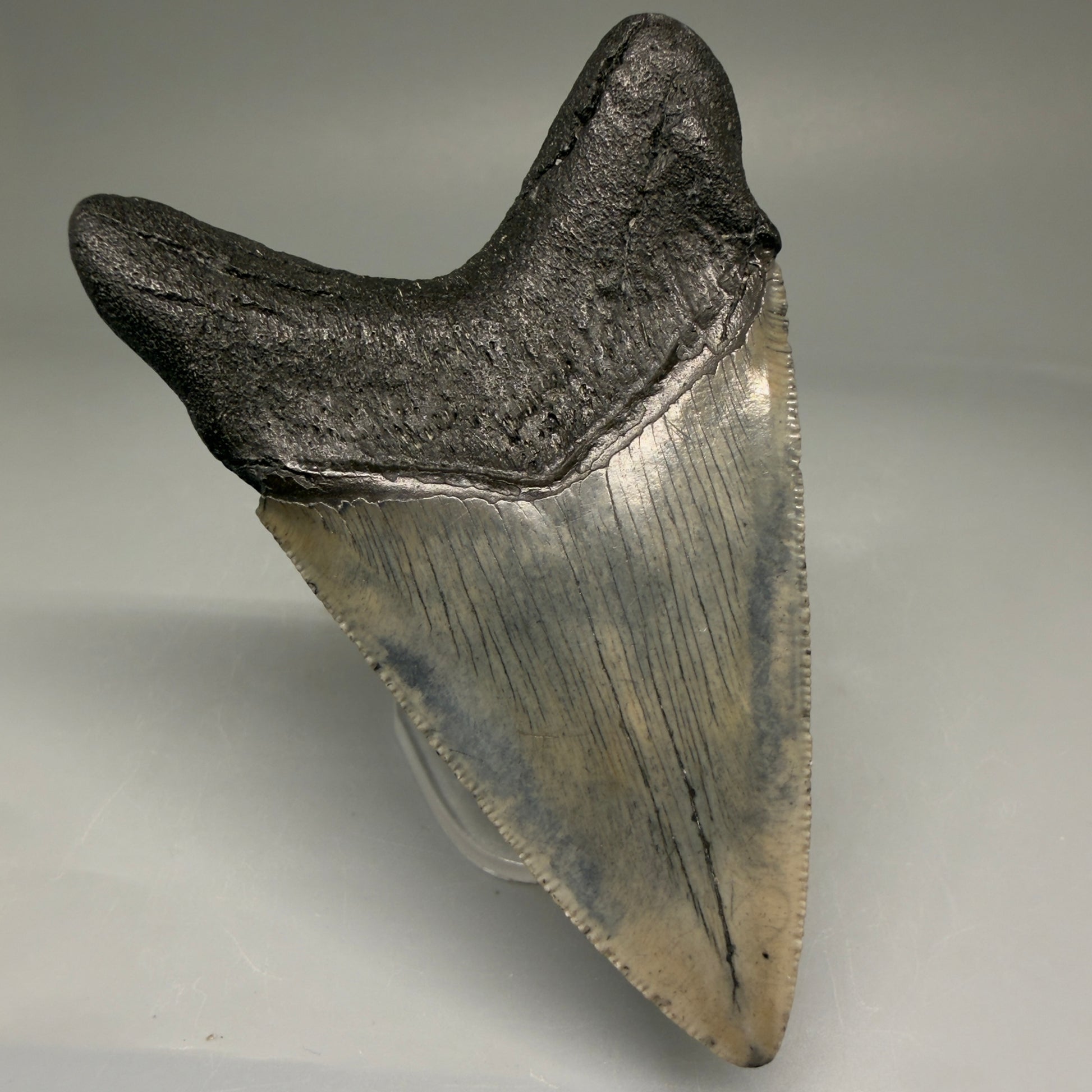 Back Left View Authentic 3.52" Megalodon Tooth – Colorful Fossil Megalodon Tooth from South Carolina for Sale CM5779 