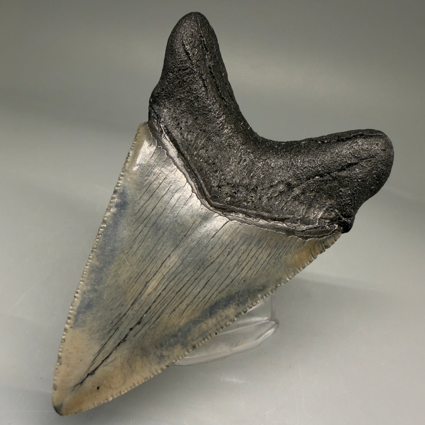 Back Right View Authentic 3.52" Megalodon Tooth – Colorful Fossil Megalodon Tooth from South Carolina for Sale CM5779 