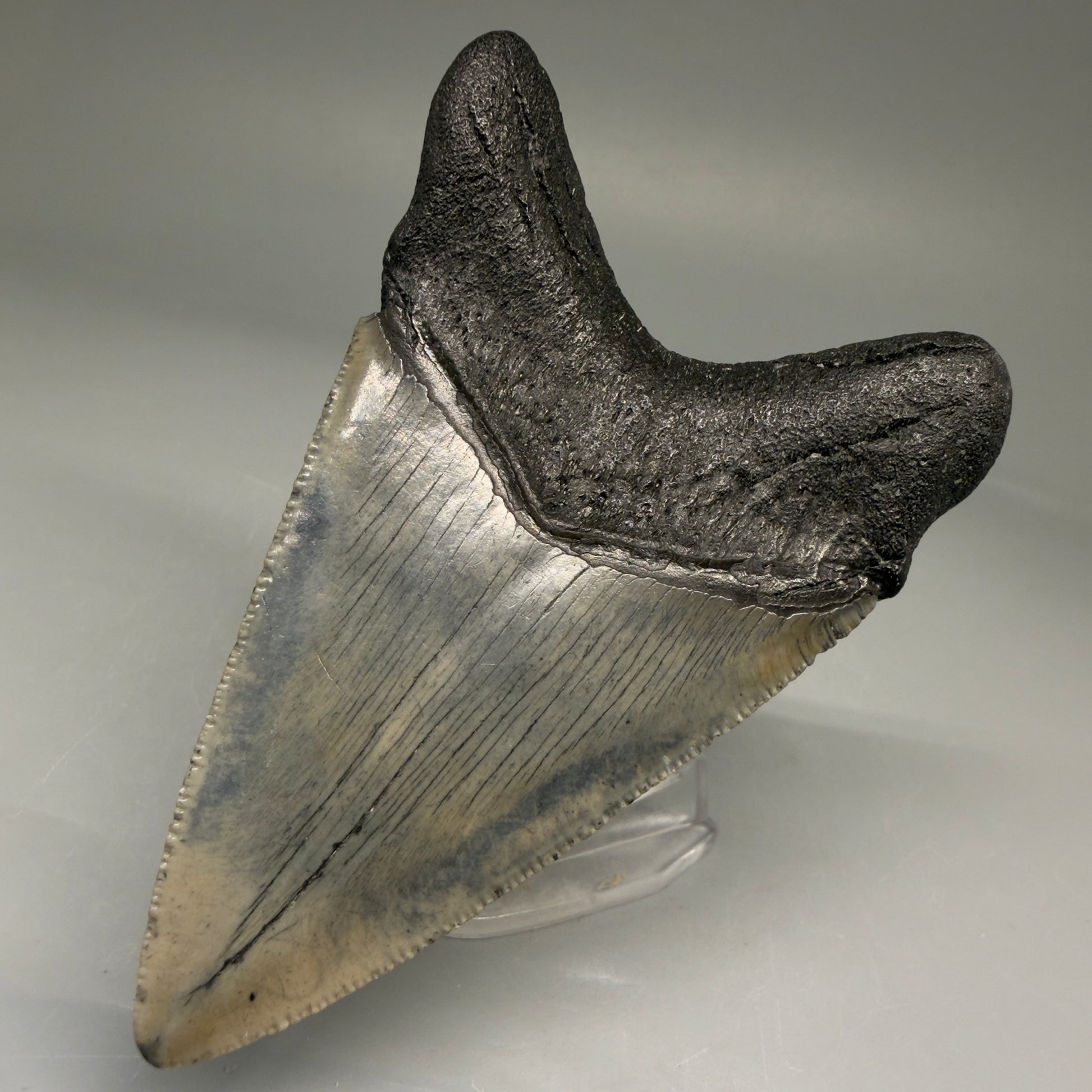Back Right View Authentic 3.52" Megalodon Tooth – Colorful Fossil Megalodon Tooth from South Carolina for Sale CM5779 