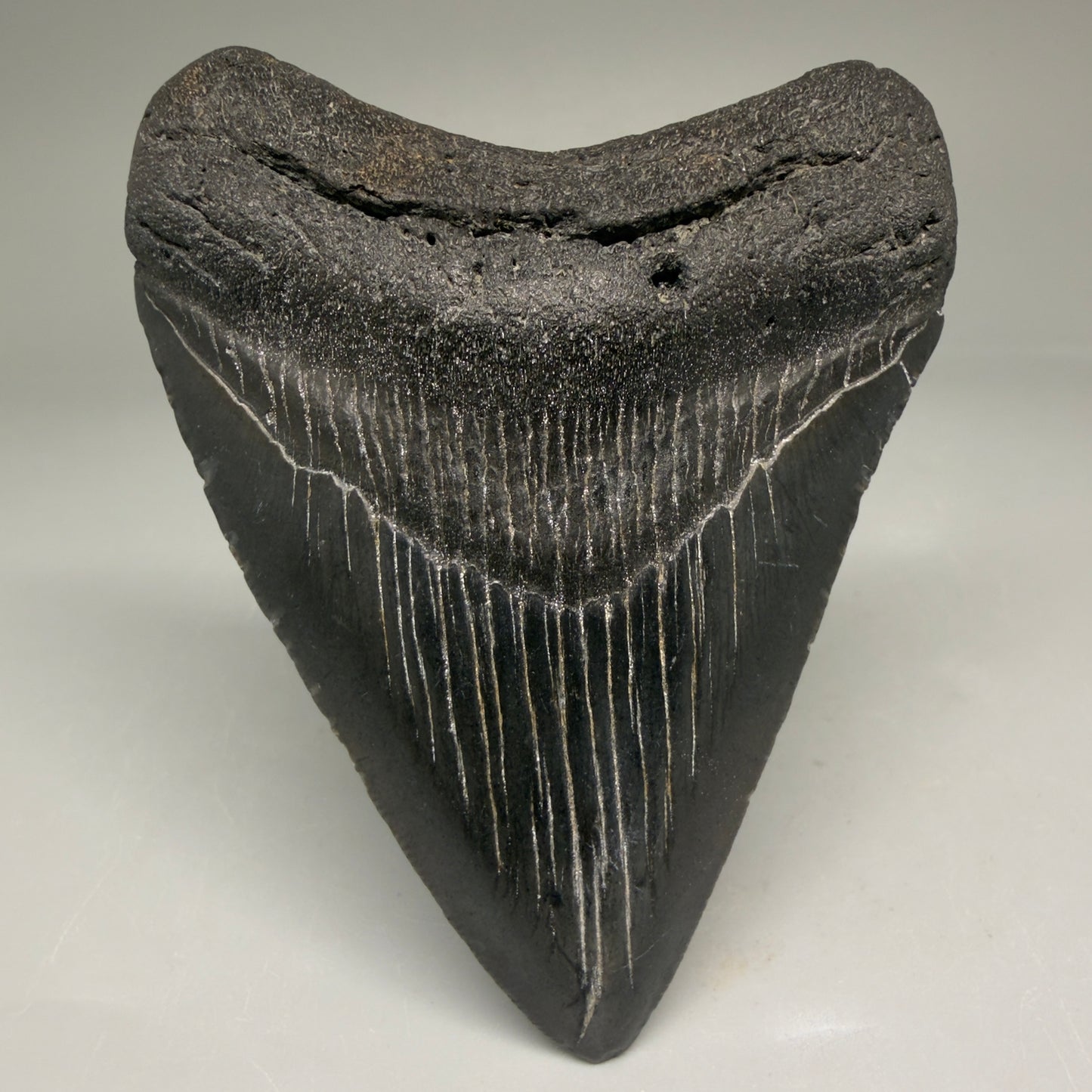 Front View Authentic 3.36" Megalodon Tooth – Colorful Fossil Megalodon Tooth from South Carolina for Sale CM5778 - 1