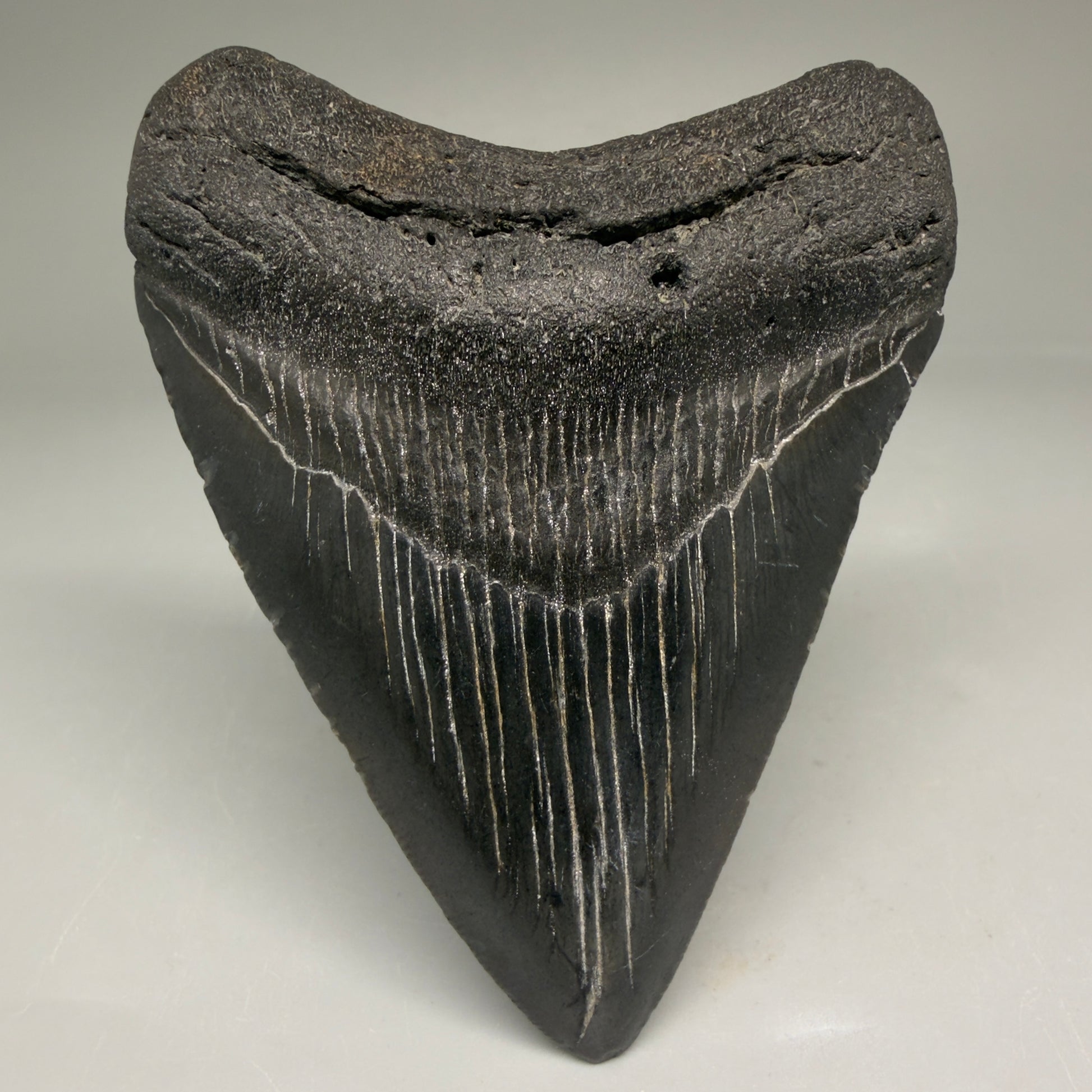 Front View Authentic 3.36" Megalodon Tooth – Colorful Fossil Megalodon Tooth from South Carolina for Sale CM5778 - 1