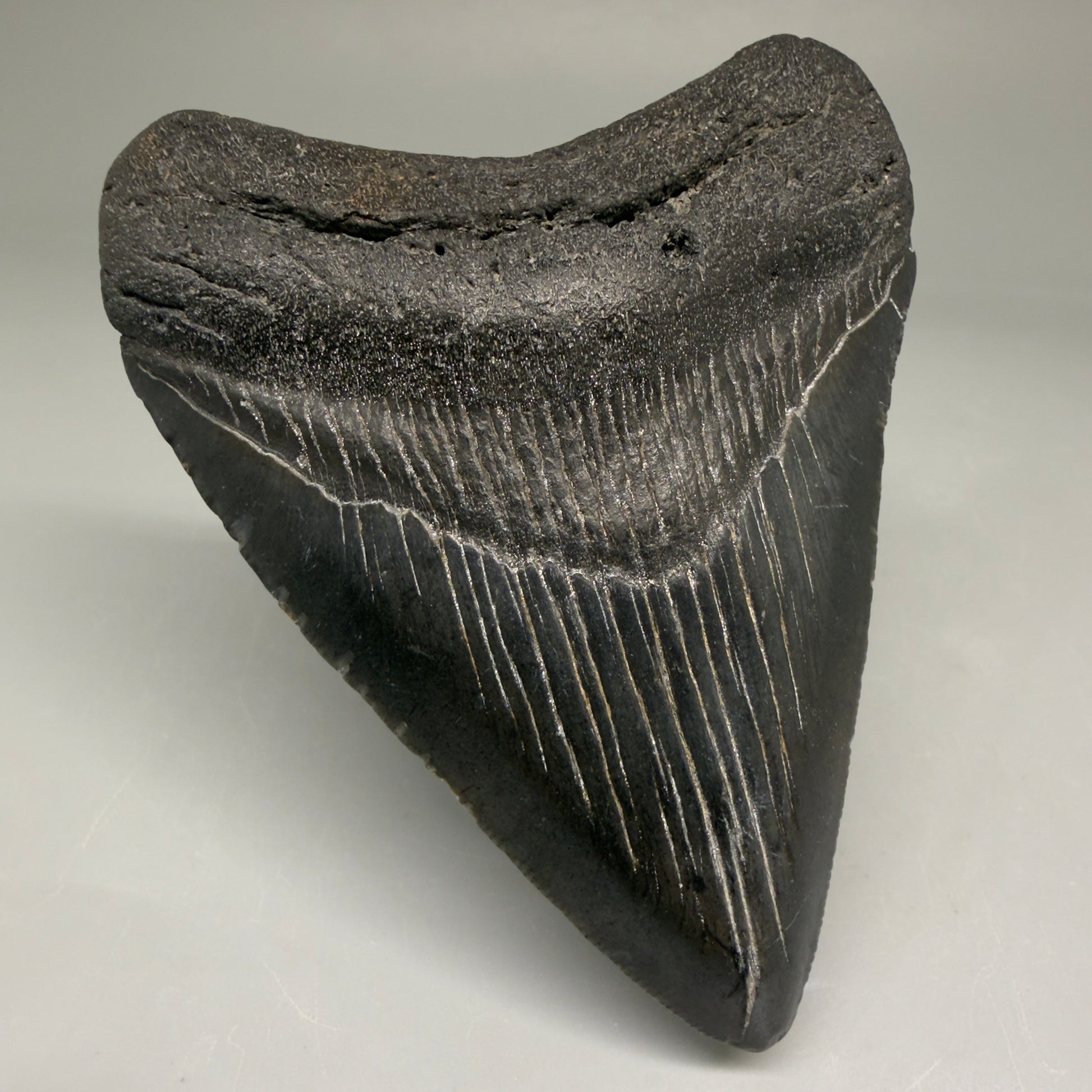 Front Left View Authentic 3.36" Megalodon Tooth – Colorful Fossil Megalodon Tooth from South Carolina for Sale CM5778