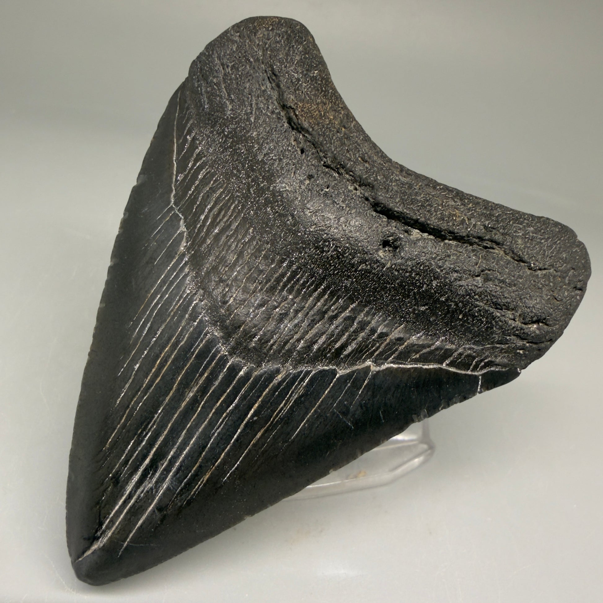 Front Right View Authentic 3.36" Megalodon Tooth – Colorful Fossil Megalodon Tooth from South Carolina for Sale CM5778