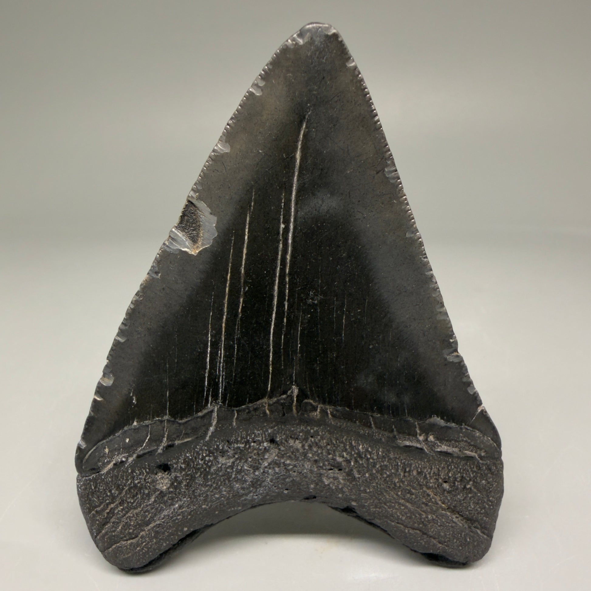 Back View Authentic 3.36" Megalodon Tooth – Colorful Fossil Megalodon Tooth from South Carolina for Sale CM5778
