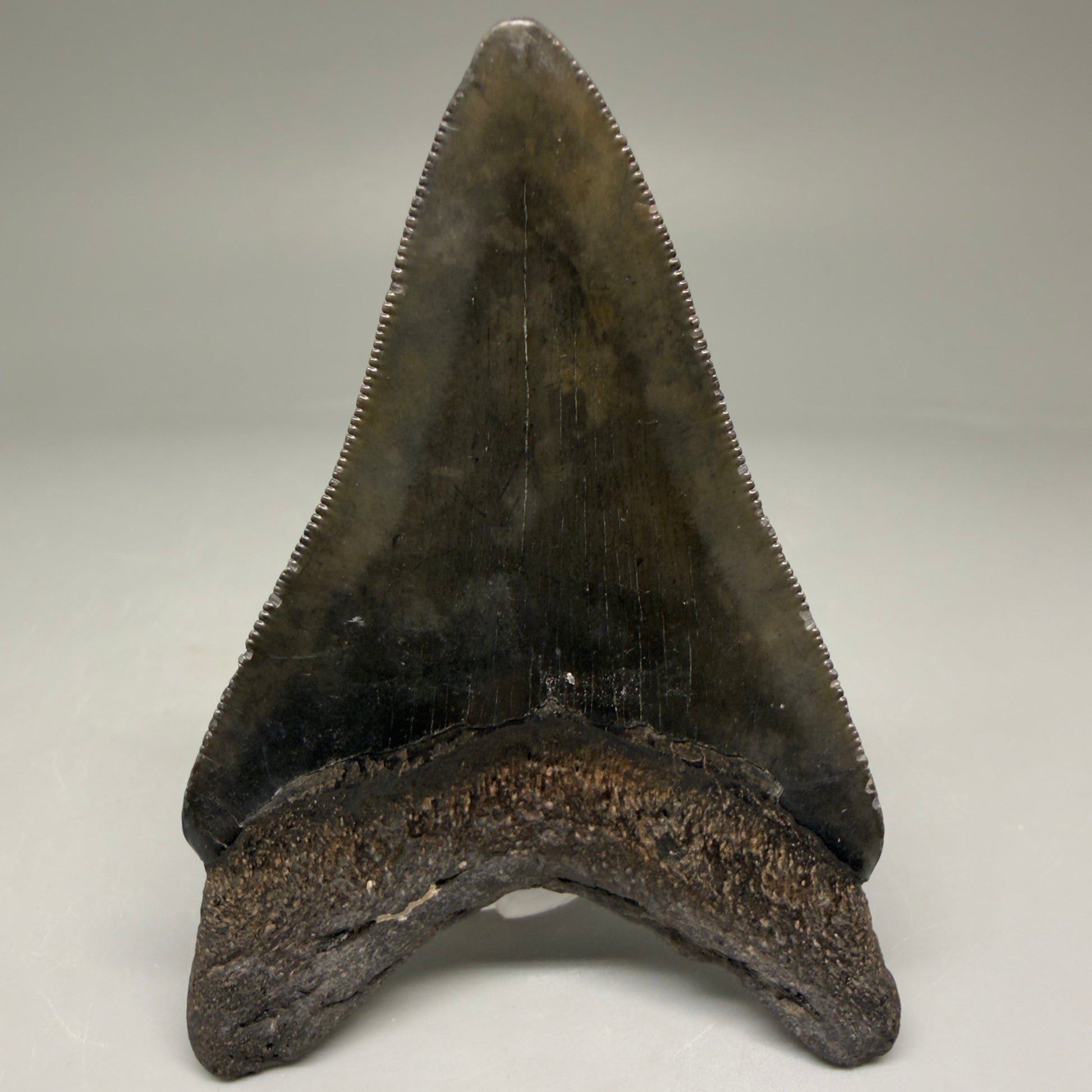 Back View Authentic 3.12" Megalodon Tooth – Colorful Fossil Megalodon Tooth from South Carolina for Sale CM5773