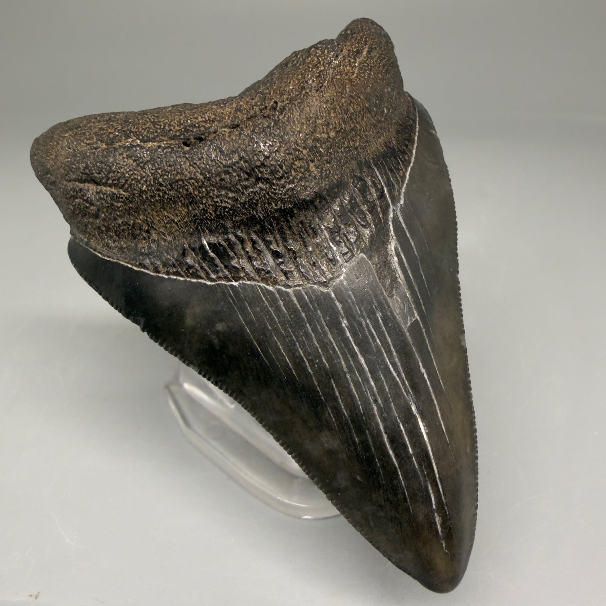 Front Left View Authentic 3.12" Megalodon Tooth – Colorful Fossil Megalodon Tooth from South Carolina for Sale CM5773