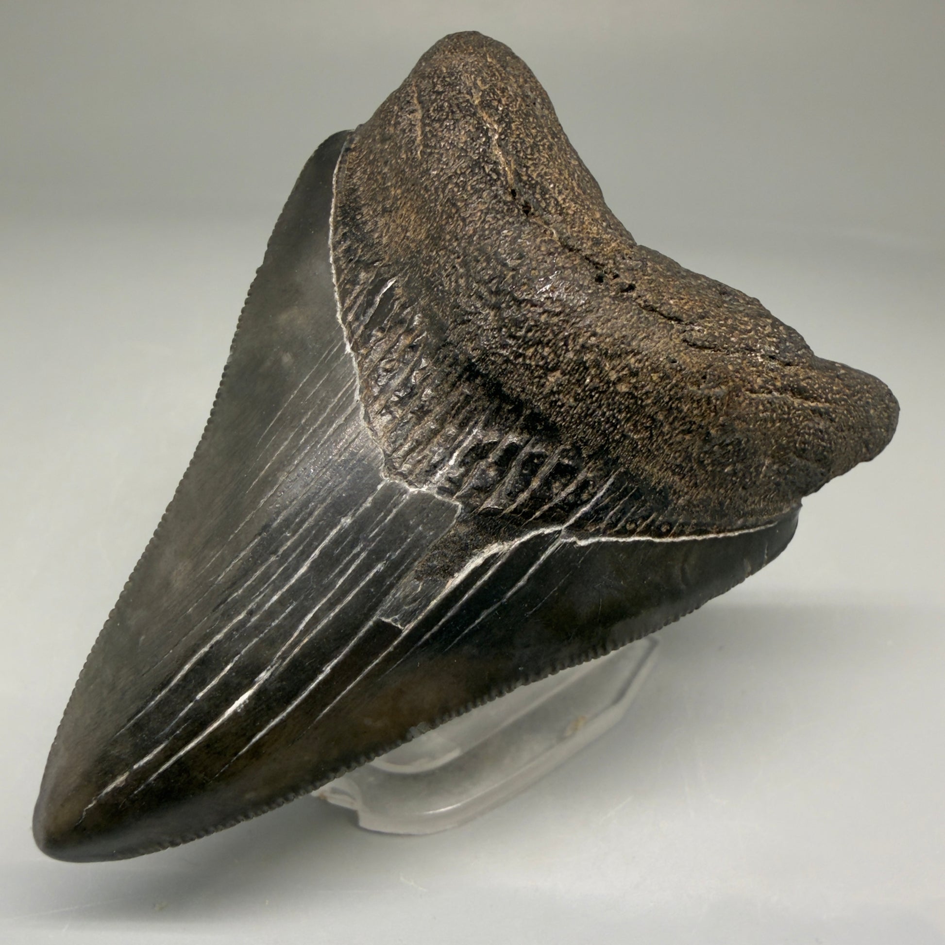 Front Right View Authentic 3.12" Megalodon Tooth – Colorful Fossil Megalodon Tooth from South Carolina for Sale CM5773