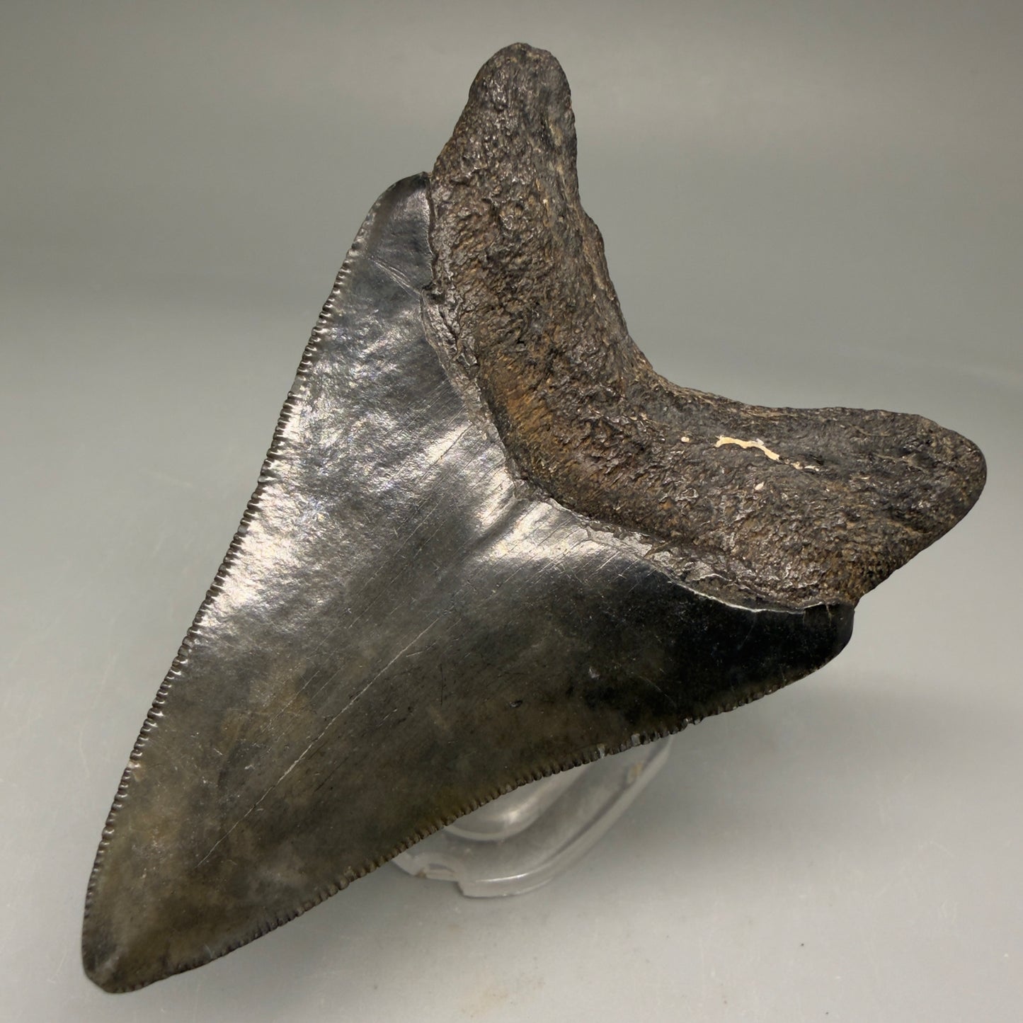 Right Left View Authentic 3.12" Megalodon Tooth – Colorful Fossil Megalodon Tooth from South Carolina for Sale CM5773