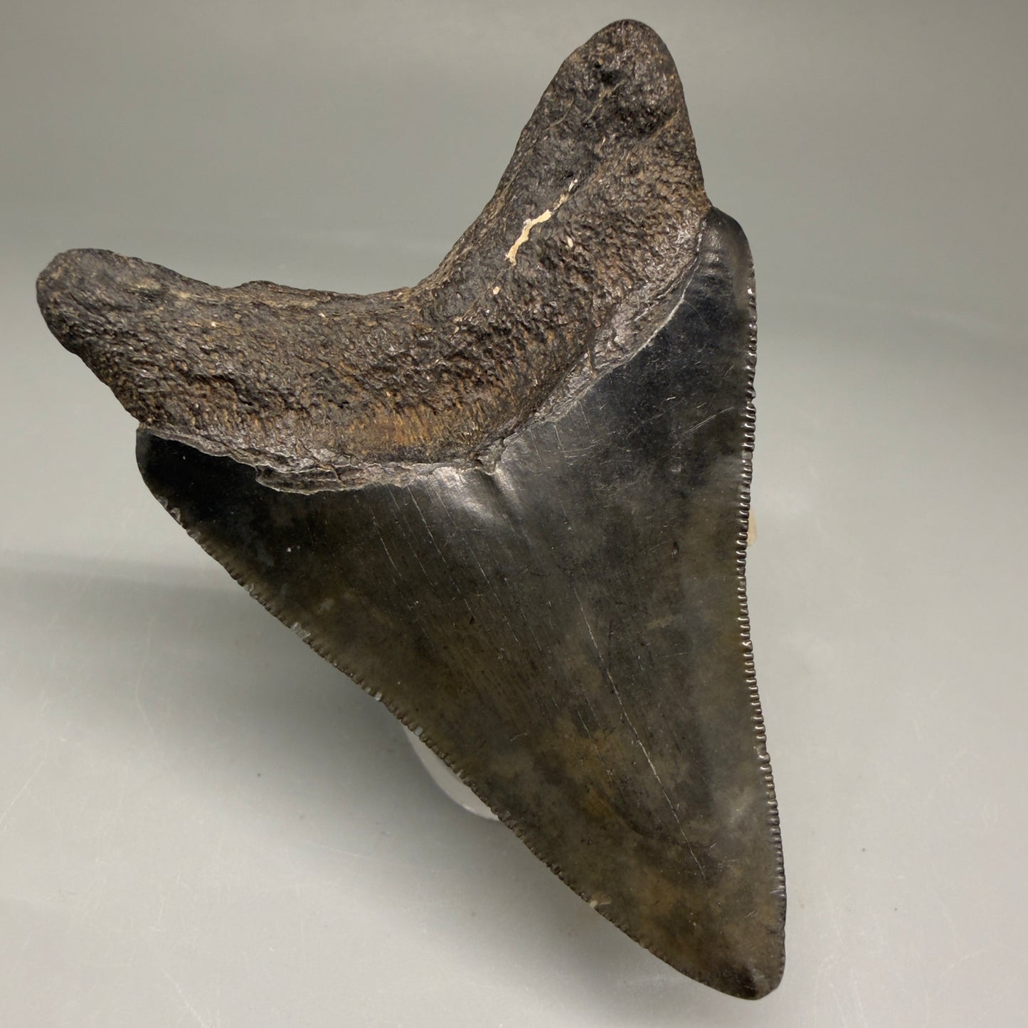 Back Right View Authentic 3.12" Megalodon Tooth – Colorful Fossil Megalodon Tooth from South Carolina for Sale CM5773