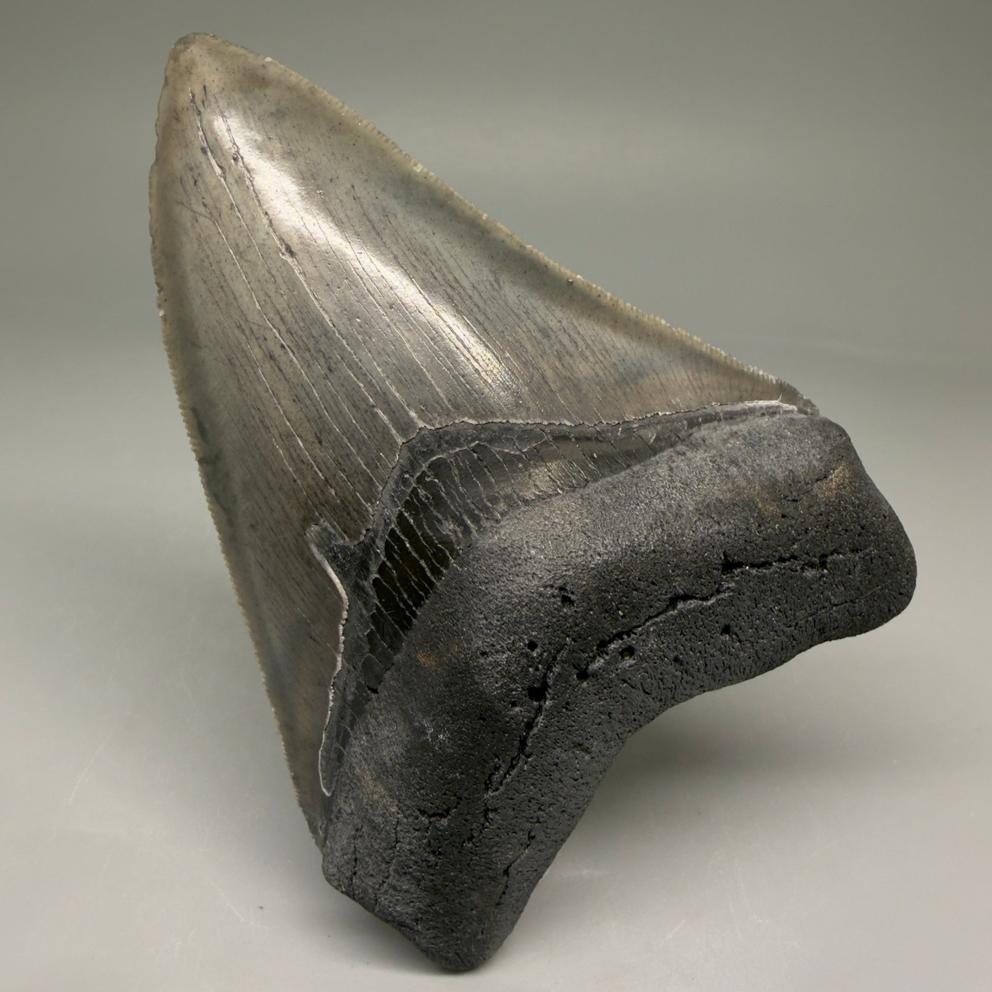 Front View 4.10" Fossil Megalodon Tooth – Authentic Carcharocles megalodon Tooth from South Carolina CM5786 - 1