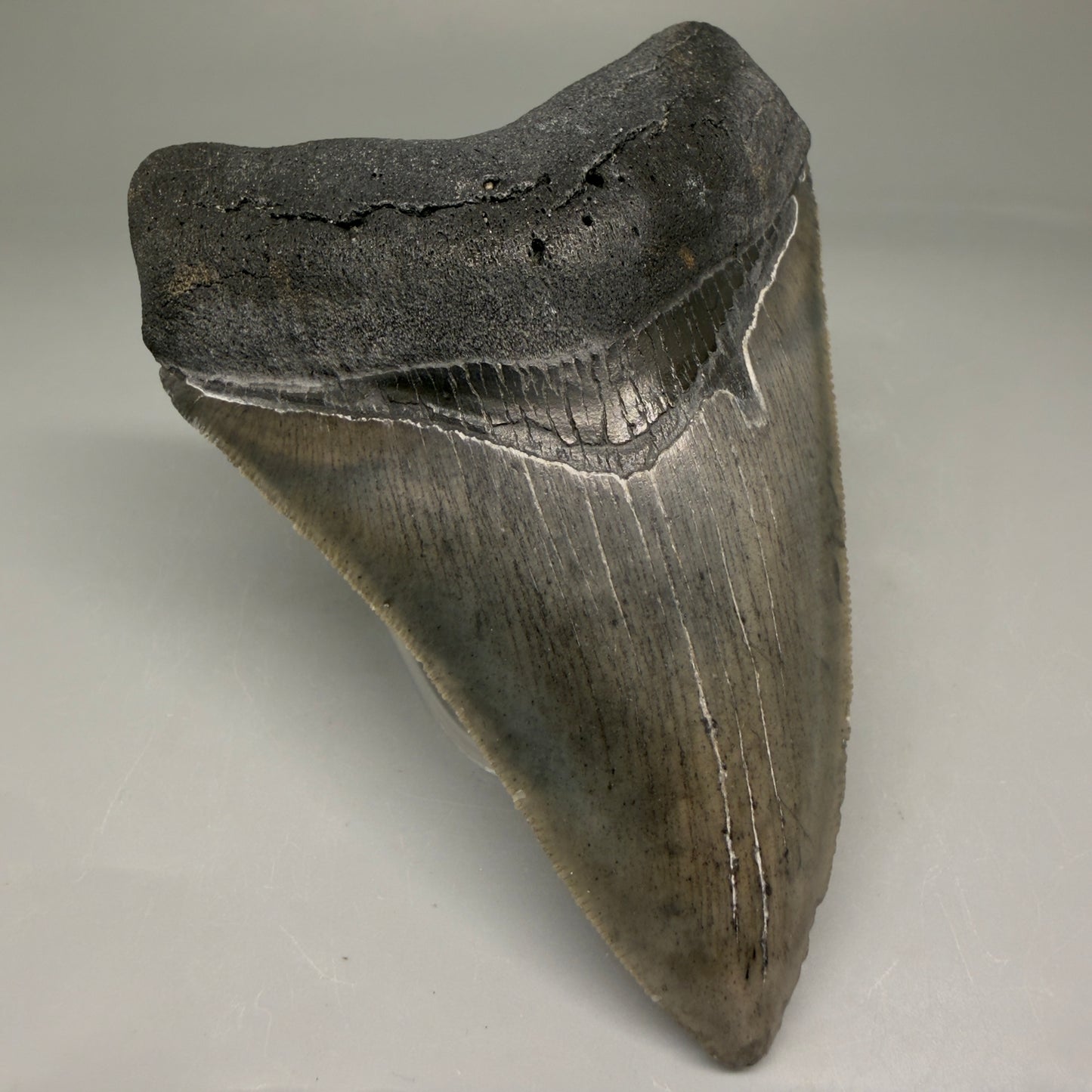 Front Left View 4.10" Fossil Megalodon Tooth – Authentic Carcharocles megalodon Tooth from South Carolina CM5786 
