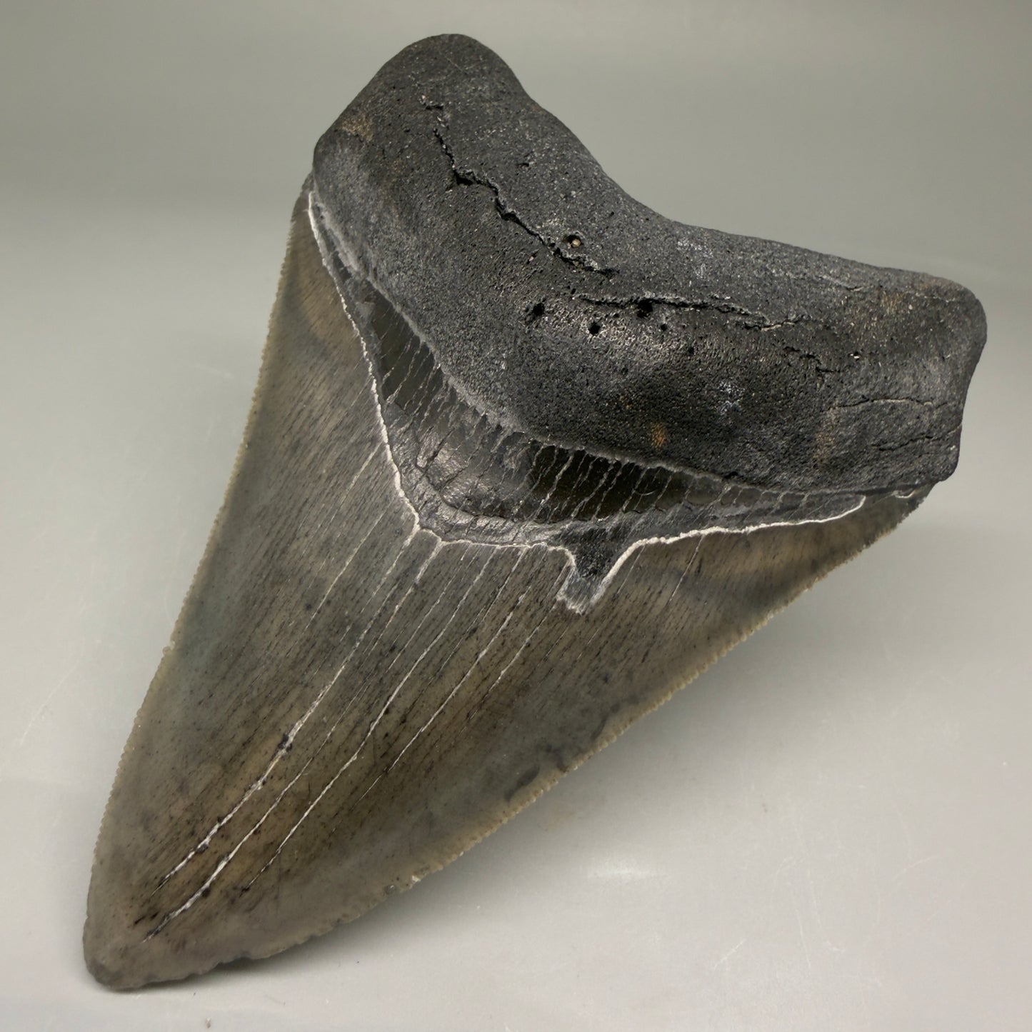 Front Right View 4.10" Fossil Megalodon Tooth – Authentic Carcharocles megalodon Tooth from South Carolina CM5786 