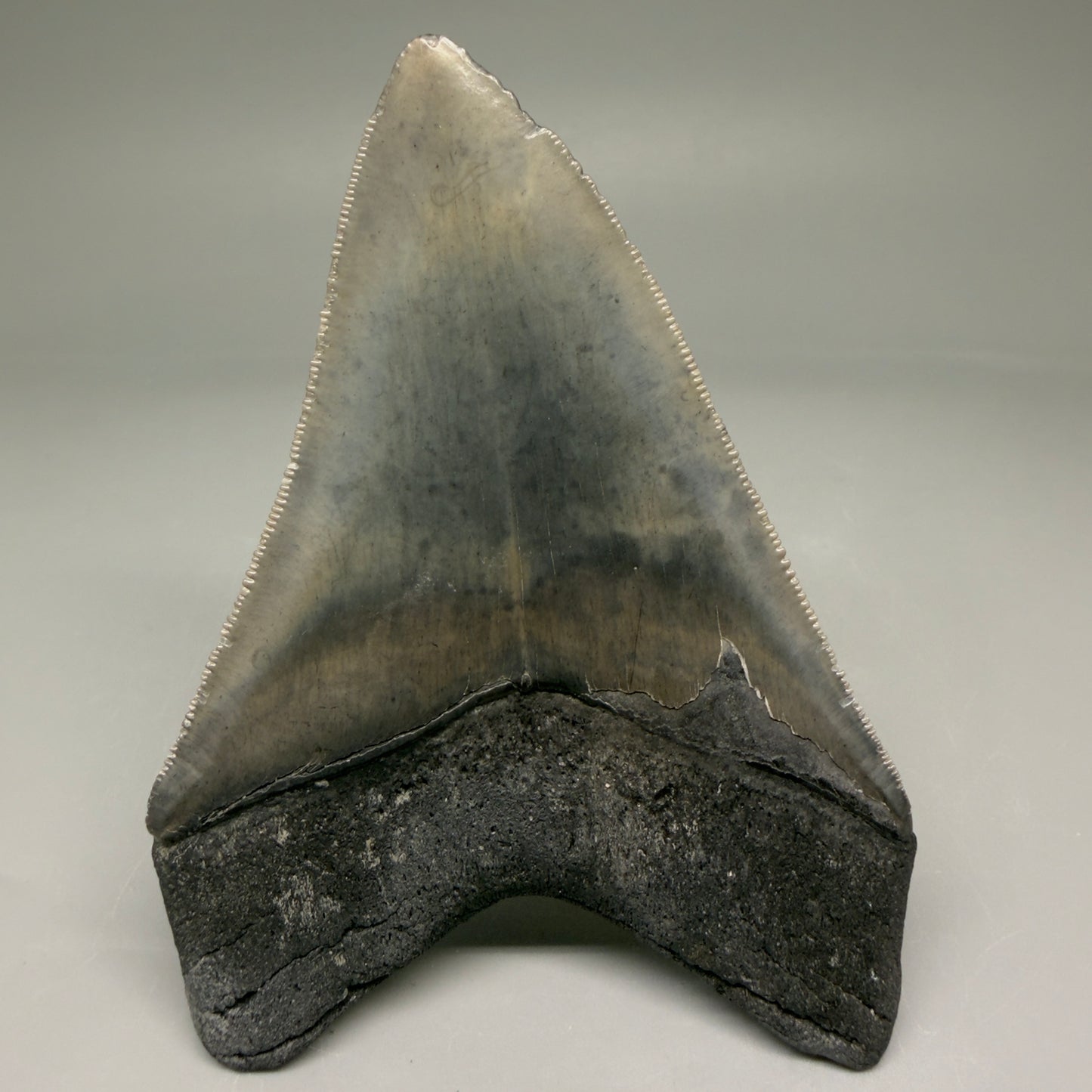 Back View 4.10" Fossil Megalodon Tooth – Authentic Carcharocles megalodon Tooth from South Carolina CM5786 