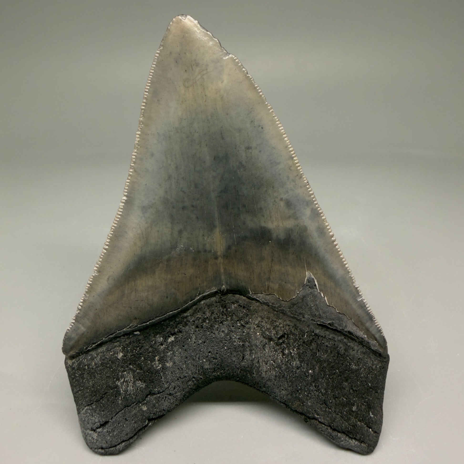 Back View 4.10" Fossil Megalodon Tooth – Authentic Carcharocles megalodon Tooth from South Carolina CM5786 