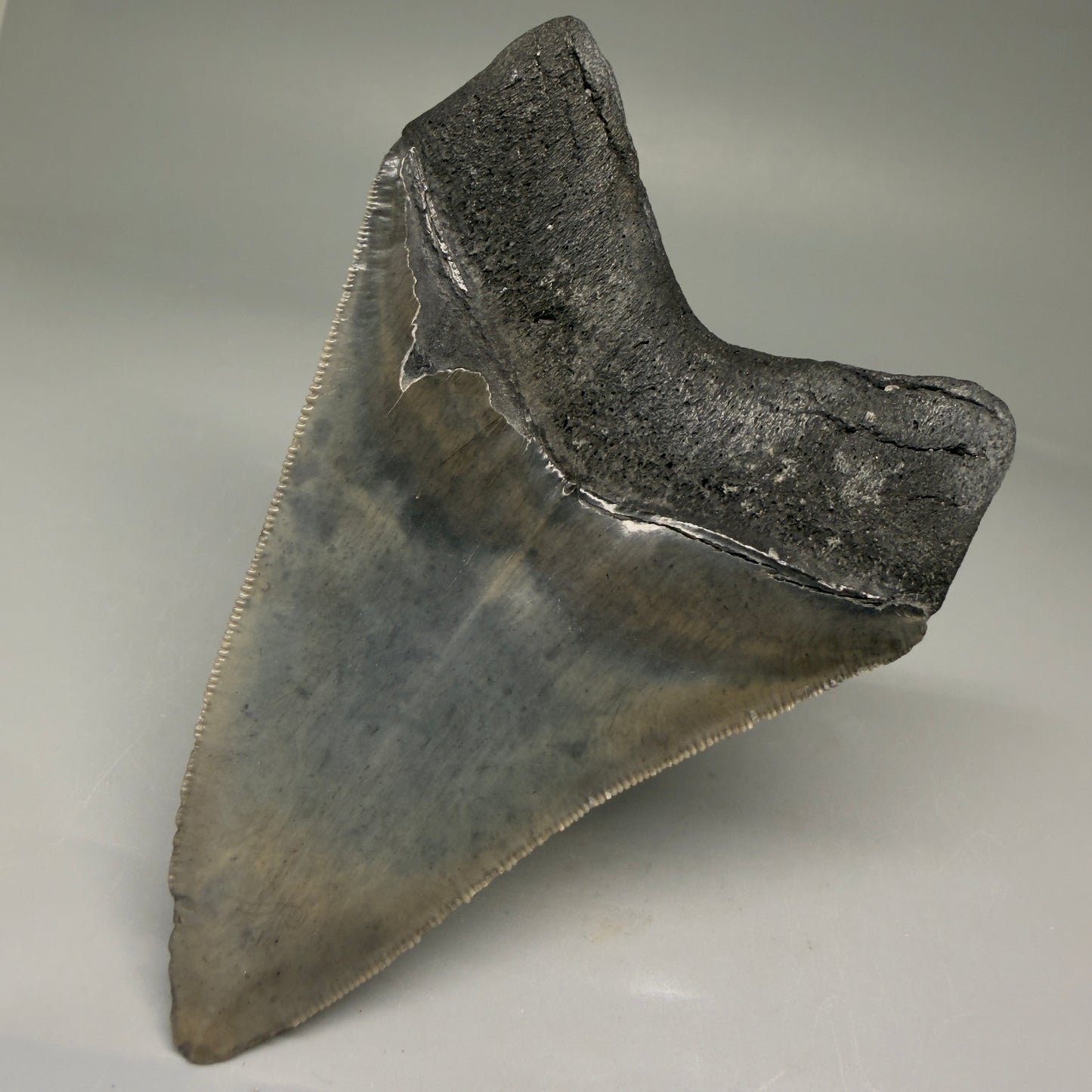 Back Right View 4.10" Fossil Megalodon Tooth – Authentic Carcharocles megalodon Tooth from South Carolina CM5786 