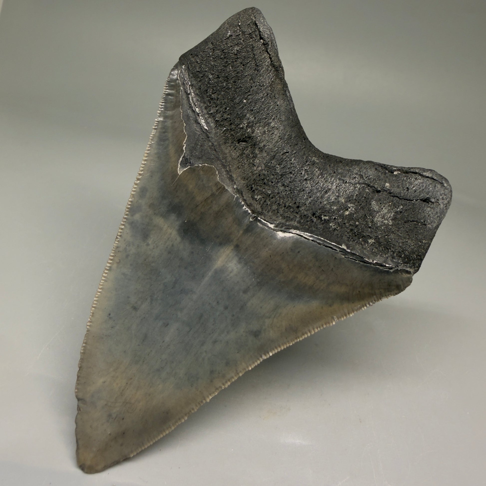 Back Right View 4.10" Fossil Megalodon Tooth – Authentic Carcharocles megalodon Tooth from South Carolina CM5786 
