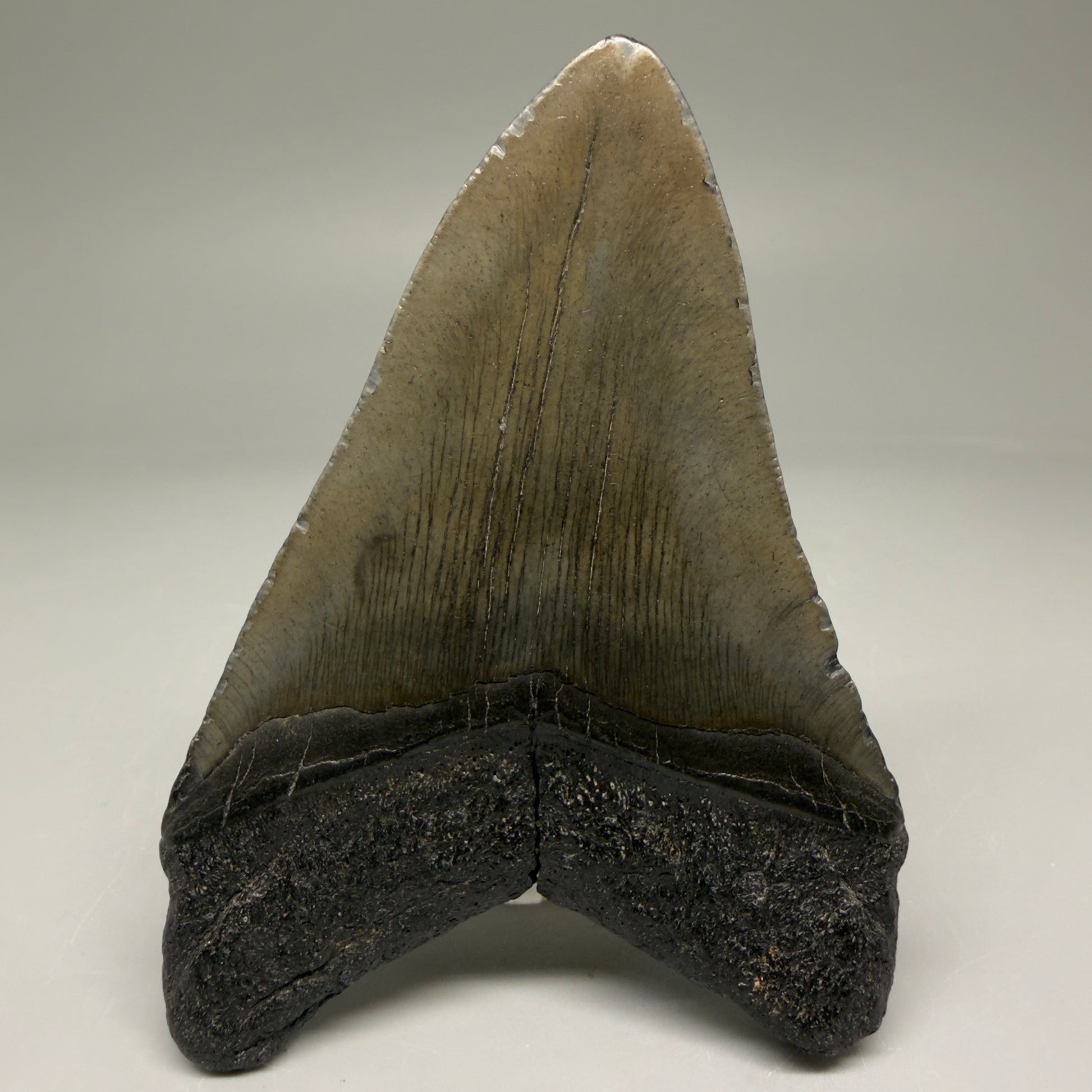 Back View 4.00" Fossil Megalodon Tooth – Authentic Carcharocles megalodon Tooth from South Carolina CM5790