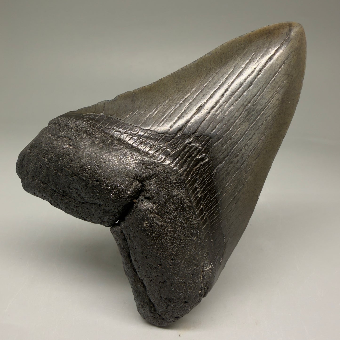 Front View 4.43" Fossil Megalodon Tooth – Authentic Carcharocles megalodon Tooth from South Carolina CM5792 - 1