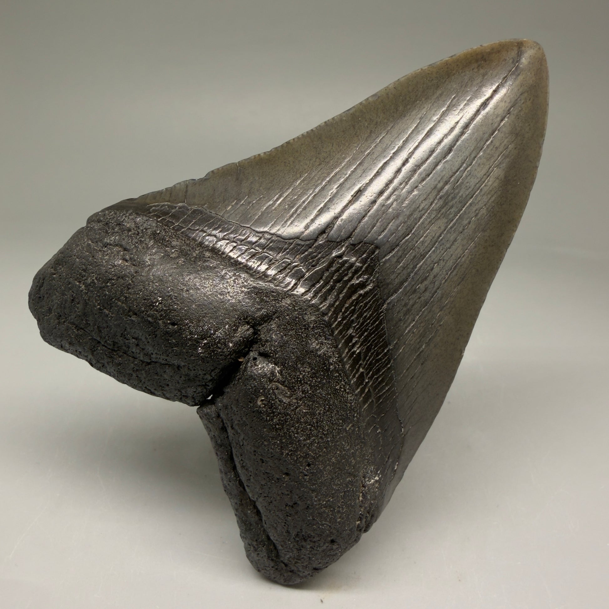 Front View 4.43" Fossil Megalodon Tooth – Authentic Carcharocles megalodon Tooth from South Carolina CM5792 - 1