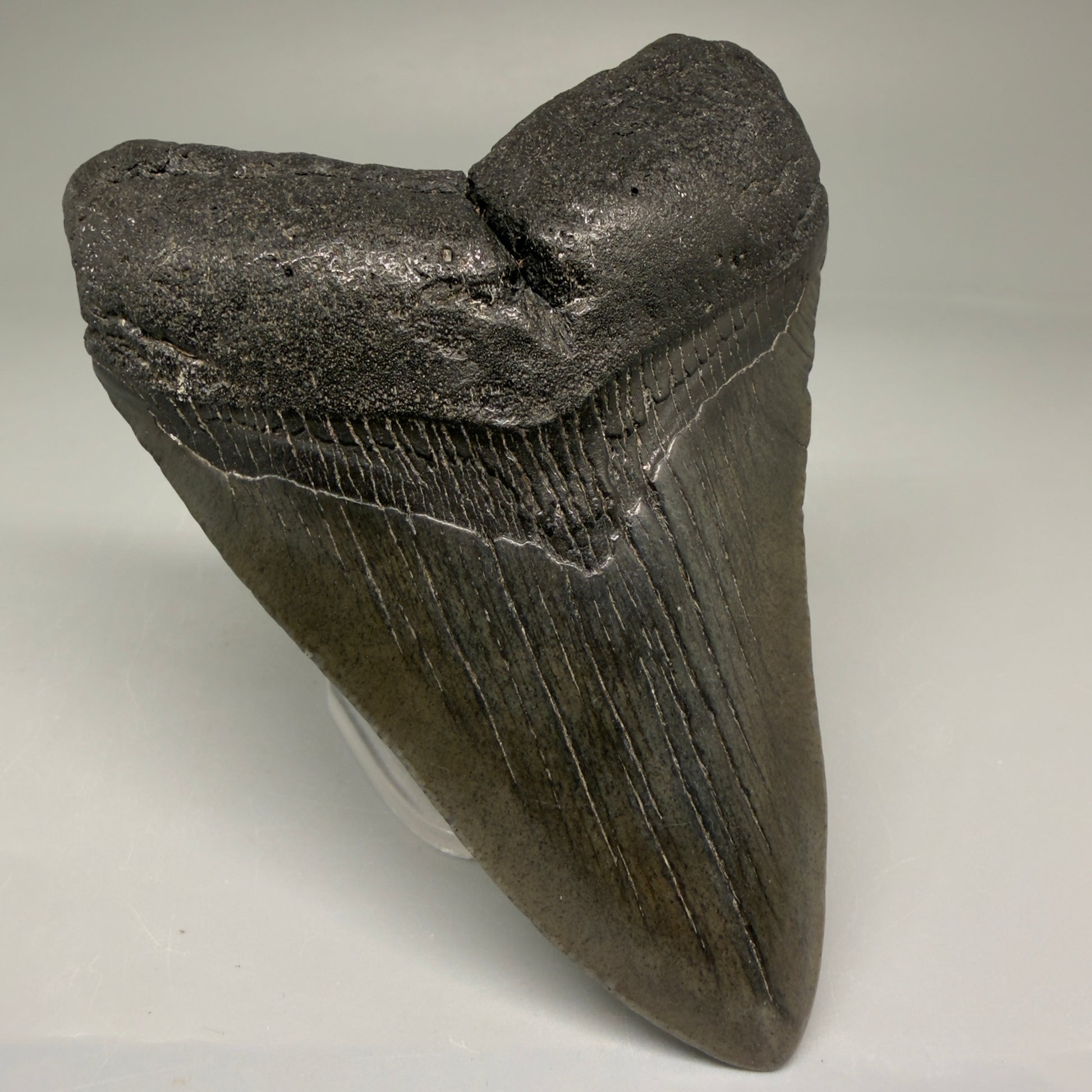 Front Left View 4.00" Fossil Megalodon Tooth – Authentic Carcharocles megalodon Tooth from South Carolina CM5790