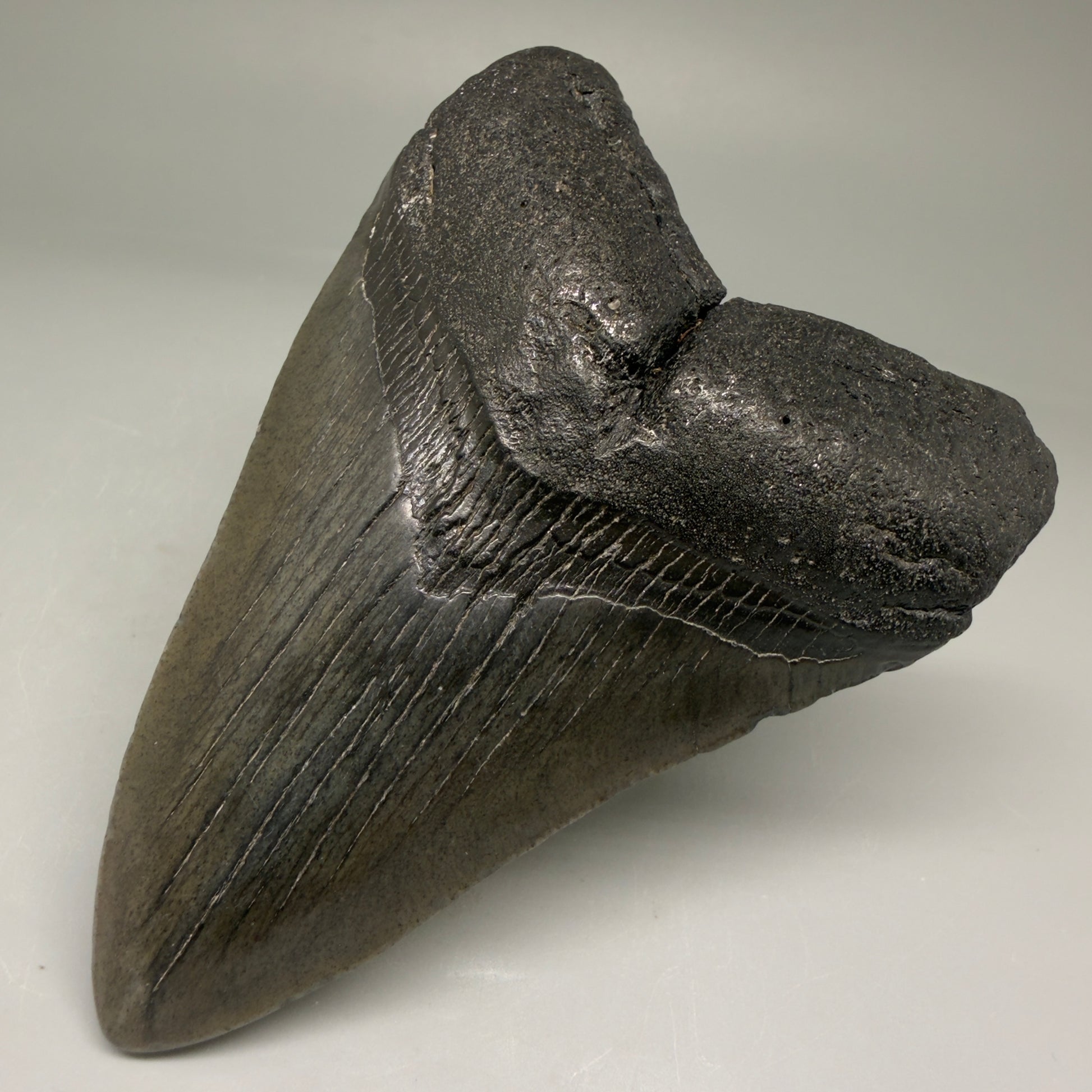 Front Right View 4.00" Fossil Megalodon Tooth – Authentic Carcharocles megalodon Tooth from South Carolina CM5790