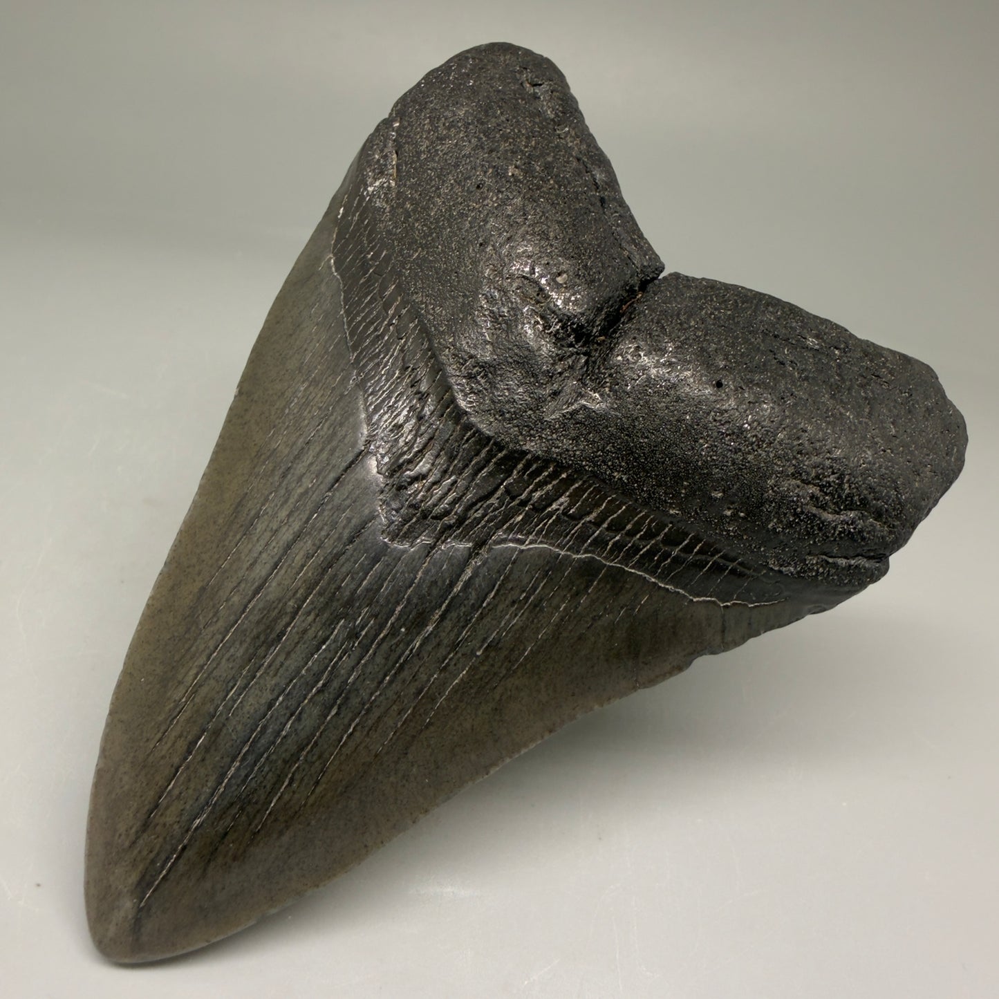 Front Right View 4.43" Fossil Megalodon Tooth – Authentic Carcharocles megalodon Tooth from South Carolina CM5792