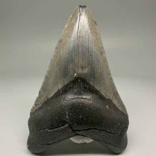 Front View 4.40" Fossil Megalodon Tooth – Authentic Carcharocles megalodon Tooth from South Carolina CM5791