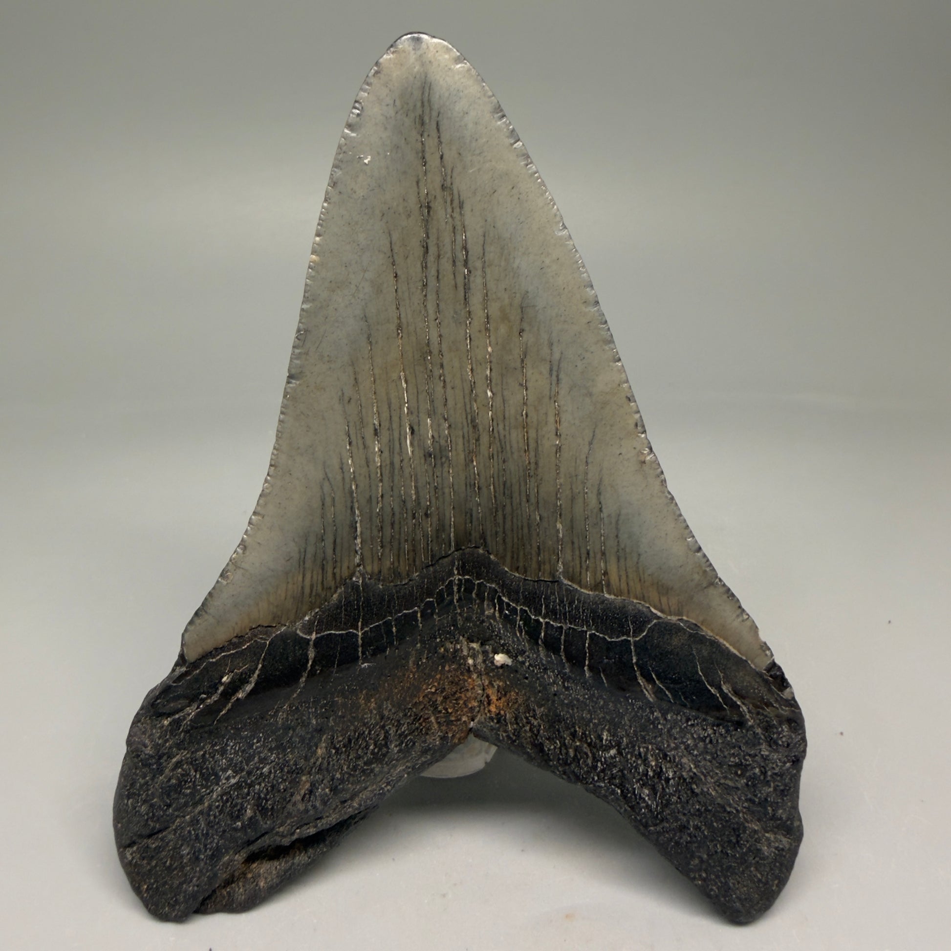 Back View 4.79" Fossil Megalodon Tooth – Authentic Carcharocles megalodon Tooth from South Carolina CM5793